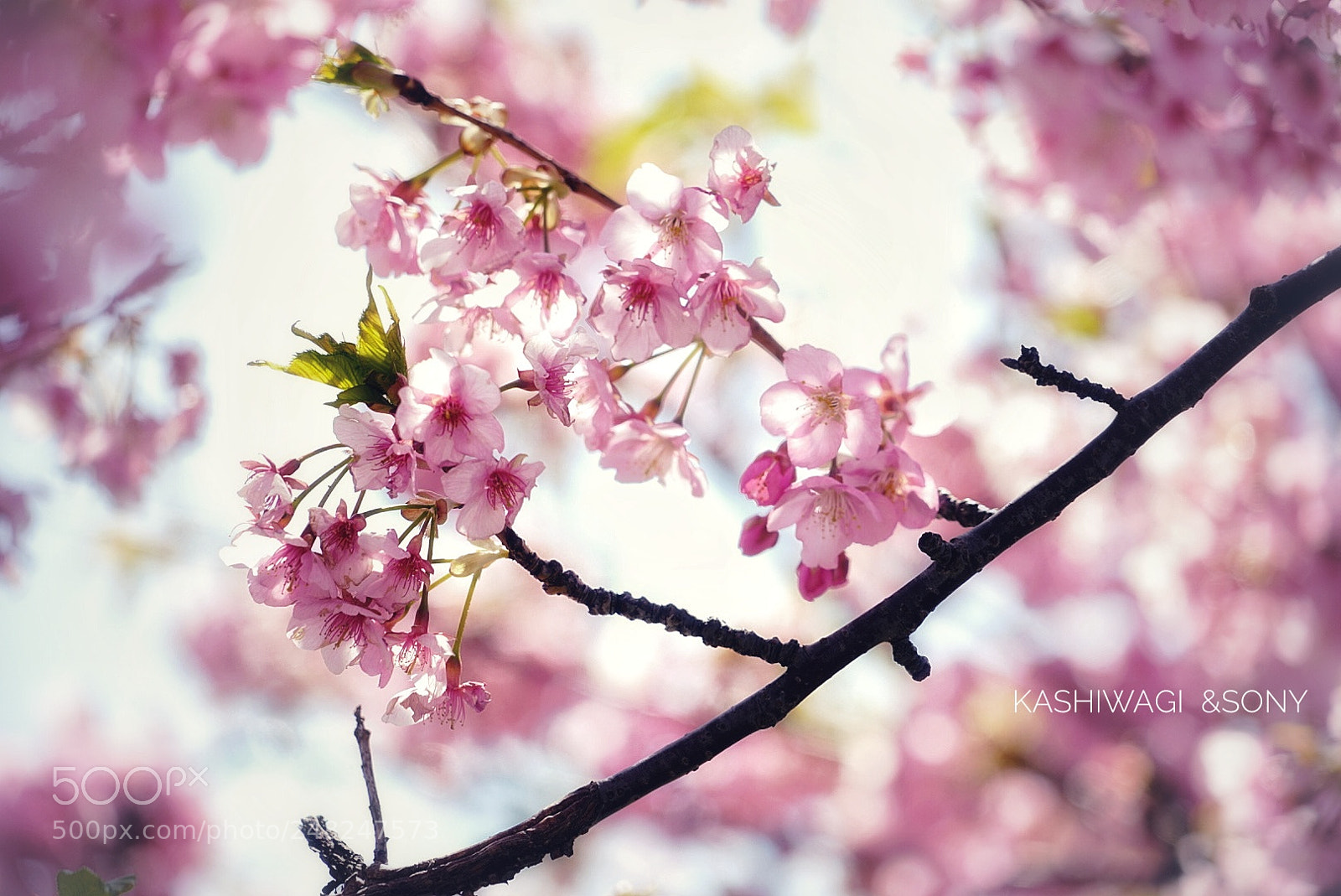 Sony a7 II sample photo. Cherry blossoms gorgeously photography