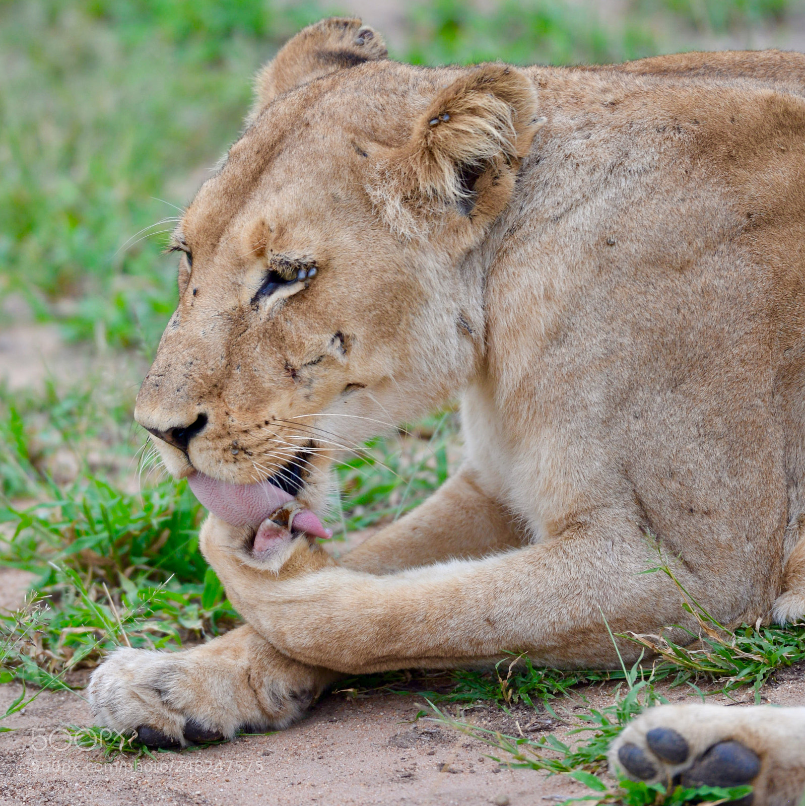 Nikon D600 sample photo. Female lion photography