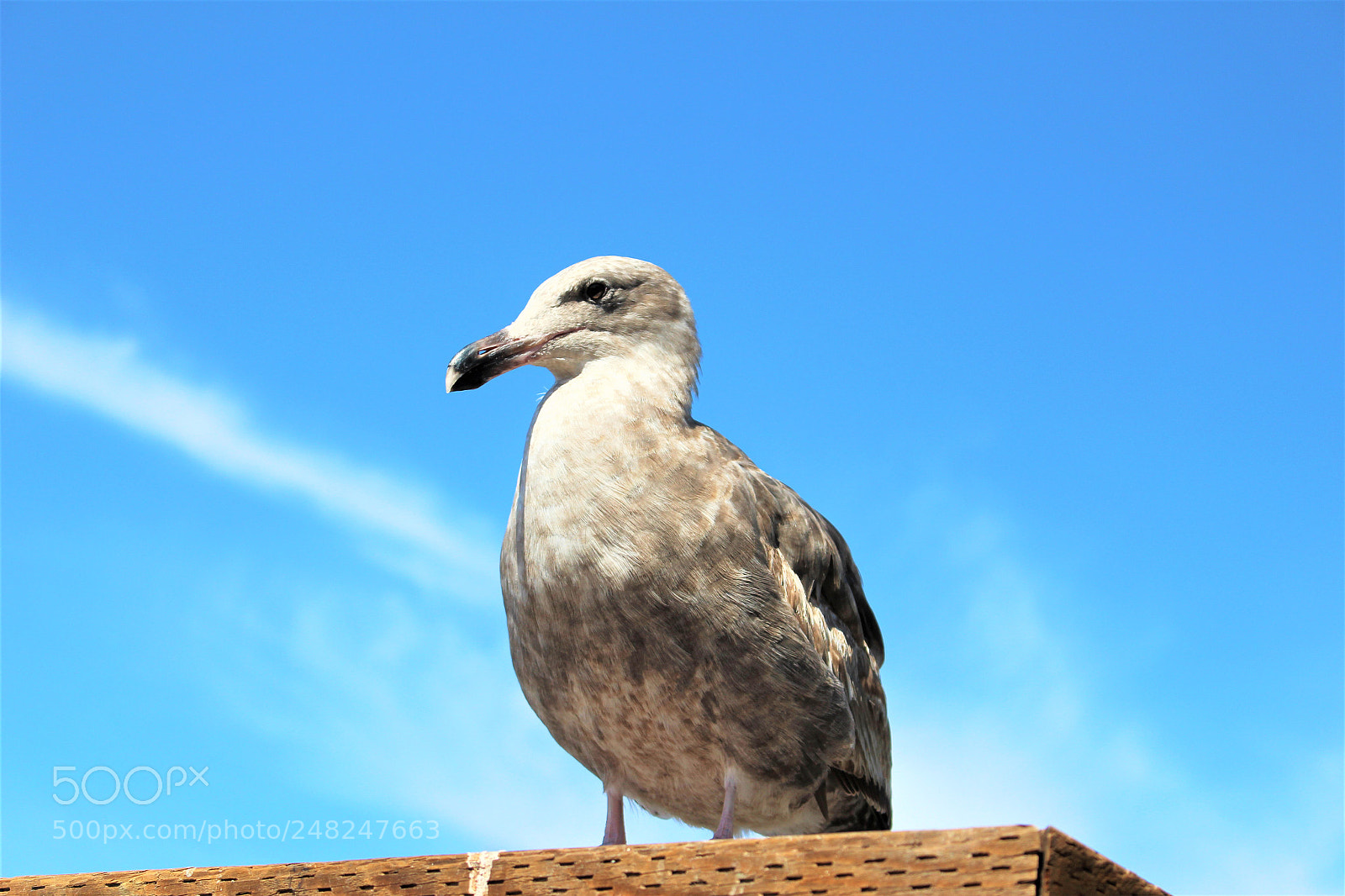 Canon EOS 100D (EOS Rebel SL1 / EOS Kiss X7) sample photo. Seagull photography