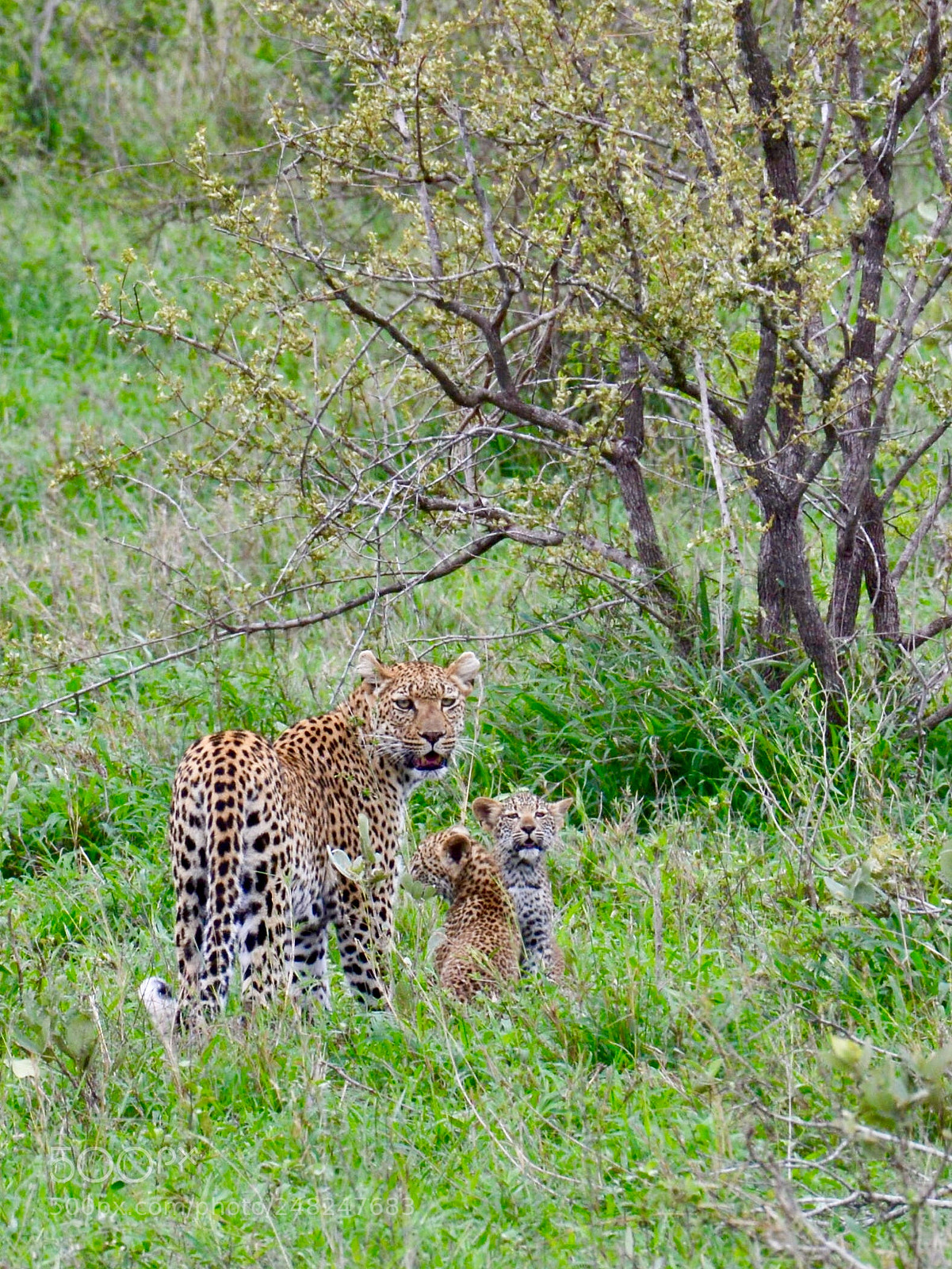 Nikon D600 sample photo. Female leopard with 2 cubs photography
