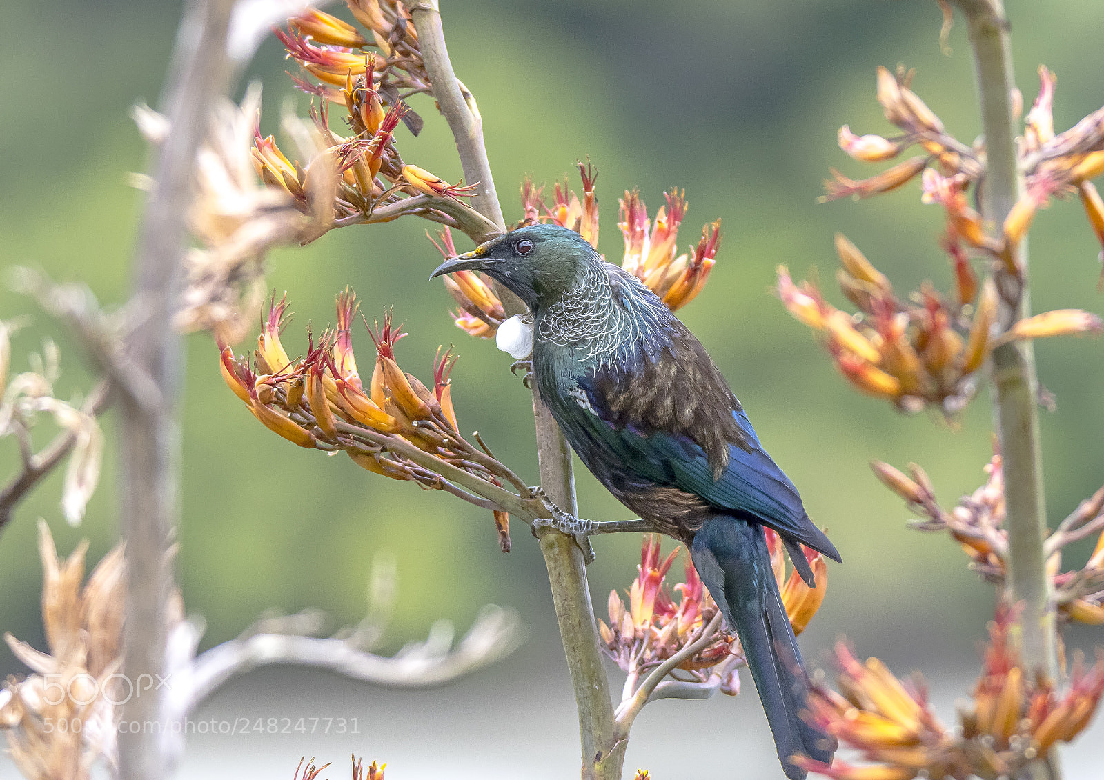Canon EOS 7D Mark II sample photo. New zealand native tui photography