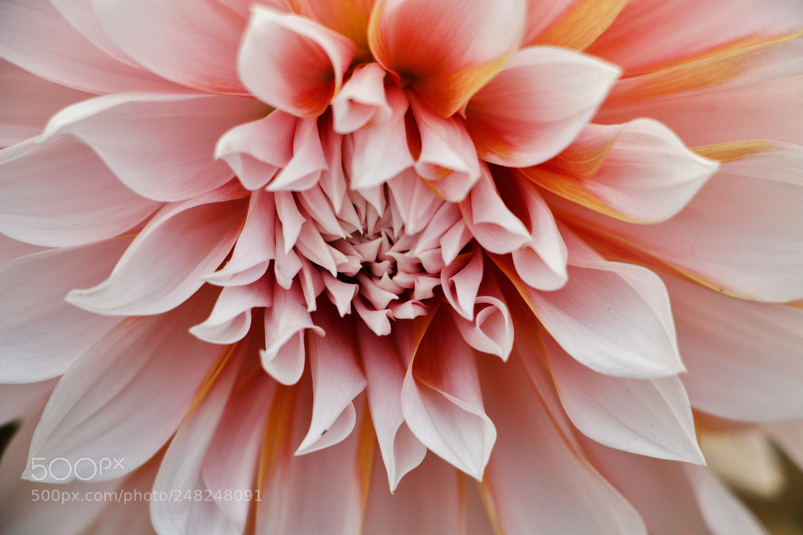 Canon EOS 700D (EOS Rebel T5i / EOS Kiss X7i) sample photo. Dahlias photography
