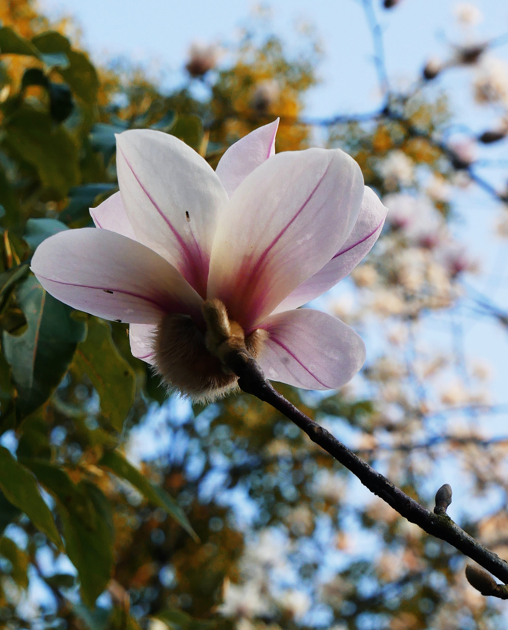 Panasonic Lumix DC-GX850 (Lumix DC-GX800 / Lumix DC-GF9) sample photo. Mangnolia flowers, 2 photography