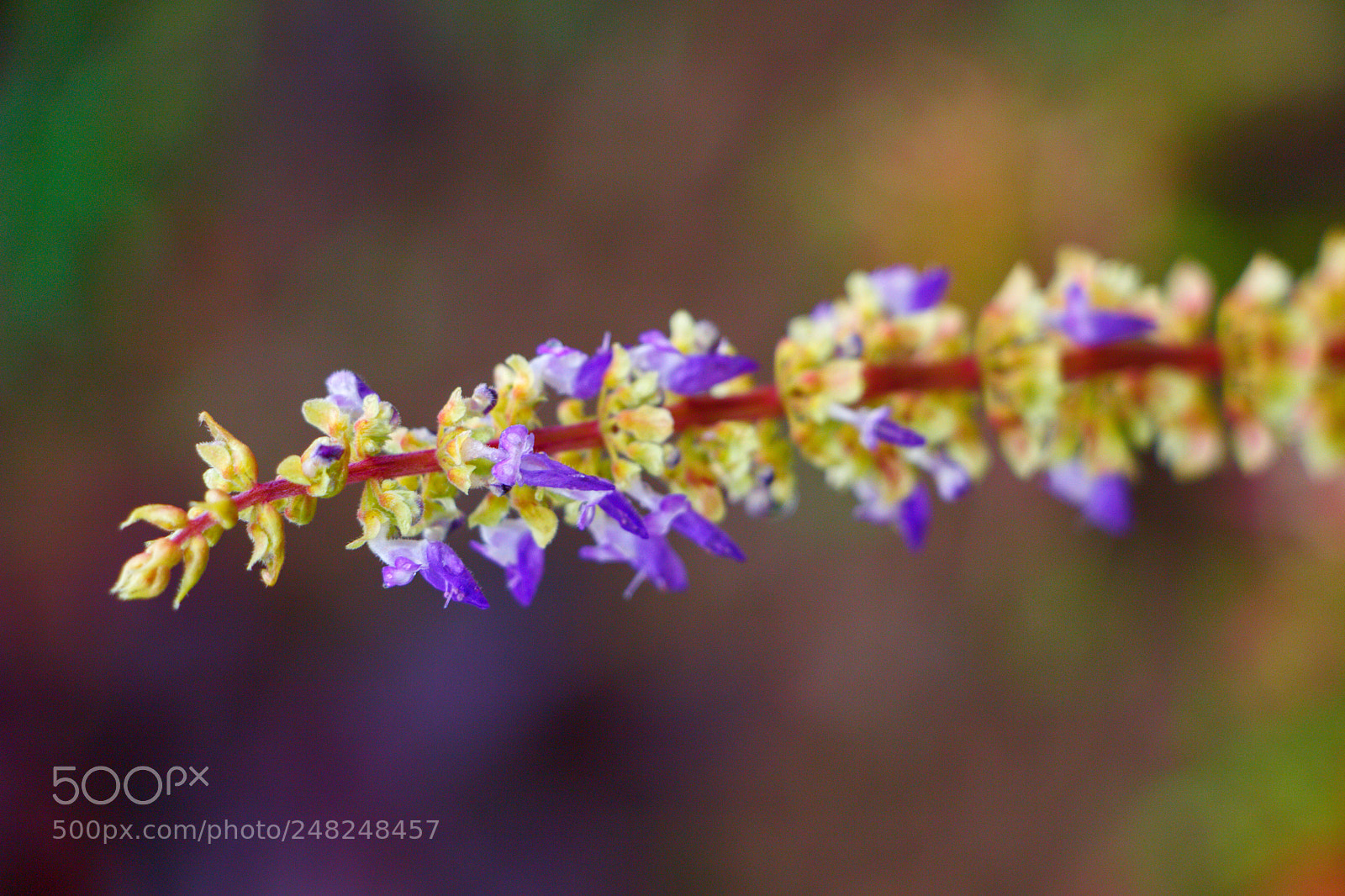 Canon EOS 700D (EOS Rebel T5i / EOS Kiss X7i) sample photo. Pollens photography