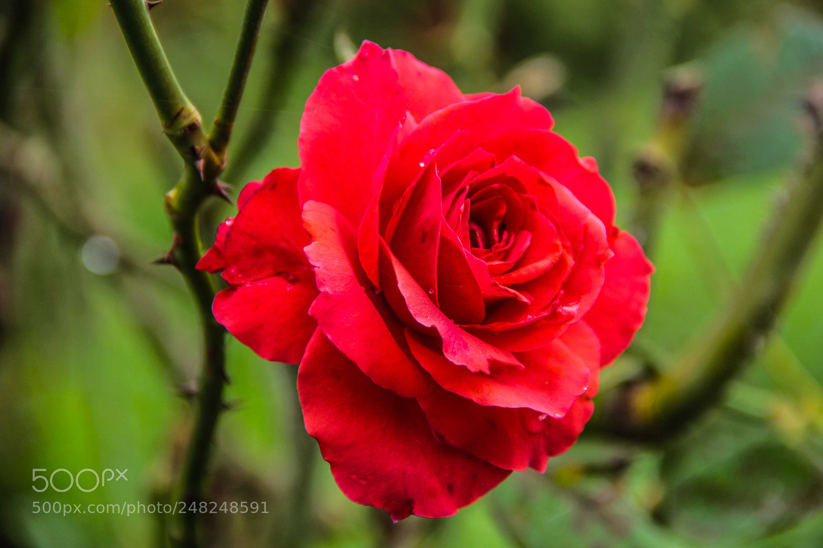 Canon EOS 60D sample photo. Flor photography