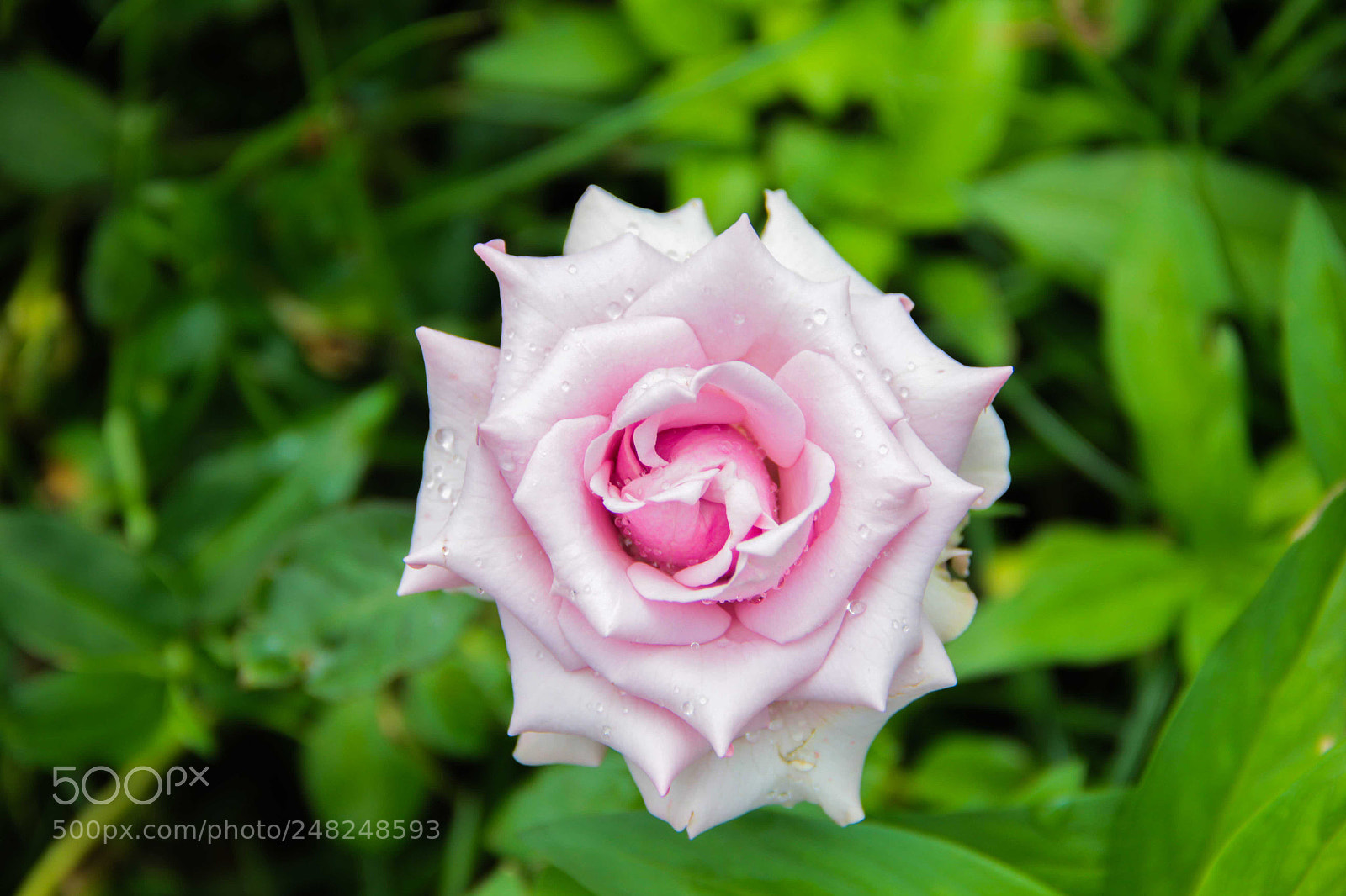 Canon EOS 60D sample photo. Flor photography