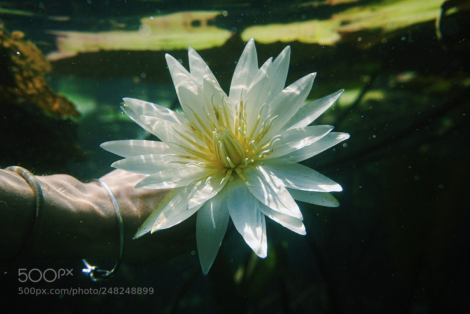 Sony a7 sample photo. Hillis lily photography