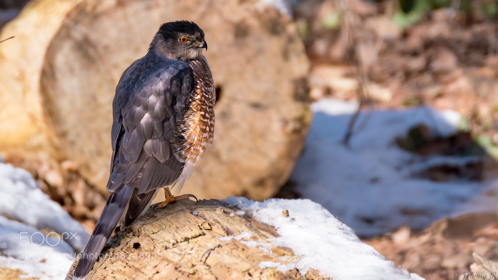 Nikon D5600 sample photo. Bird of prey photography