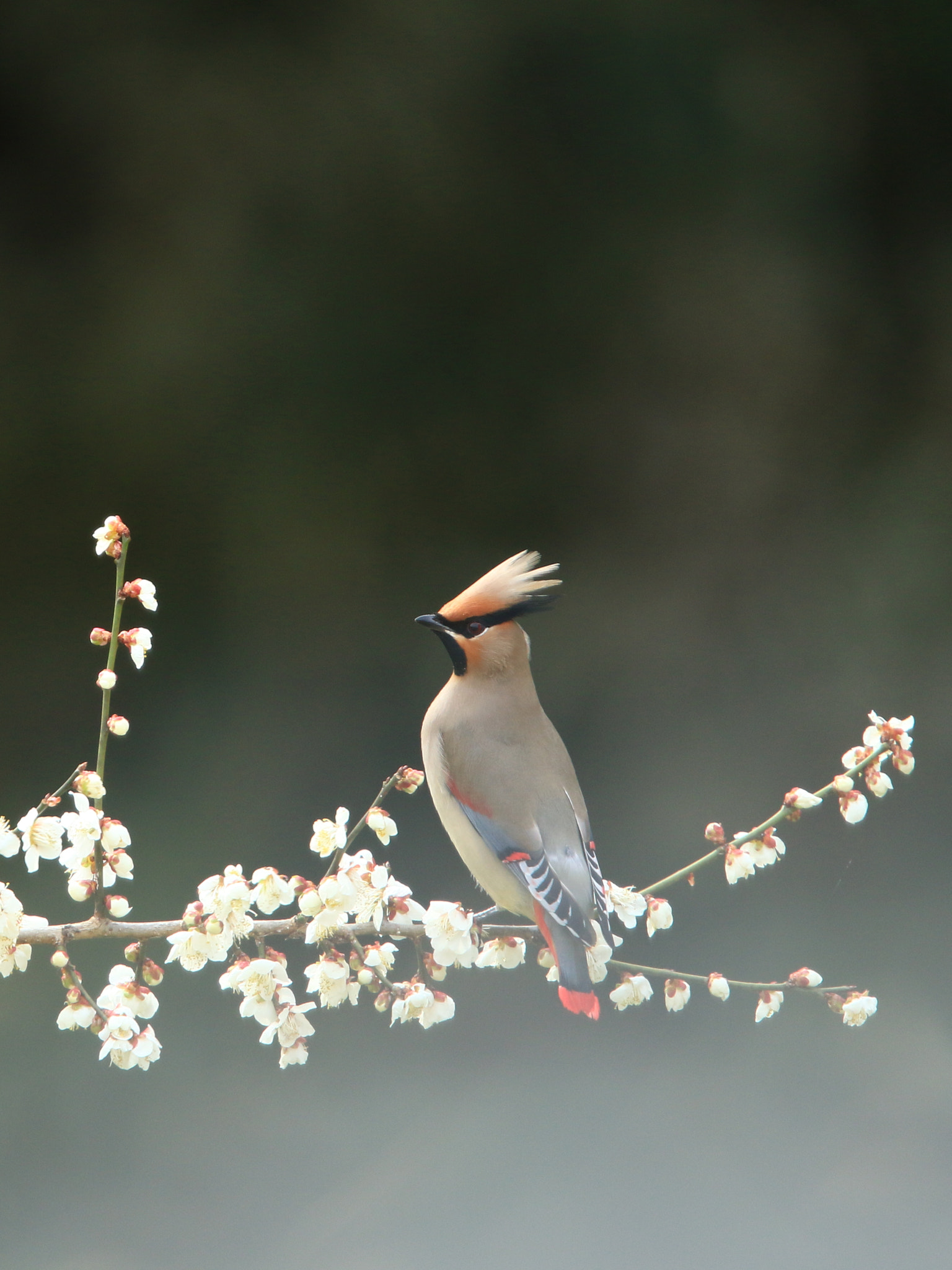 Canon EOS 7D Mark II + Canon EF 400mm F2.8L IS USM sample photo. Japanese waxwing  ヒレンジャク photography