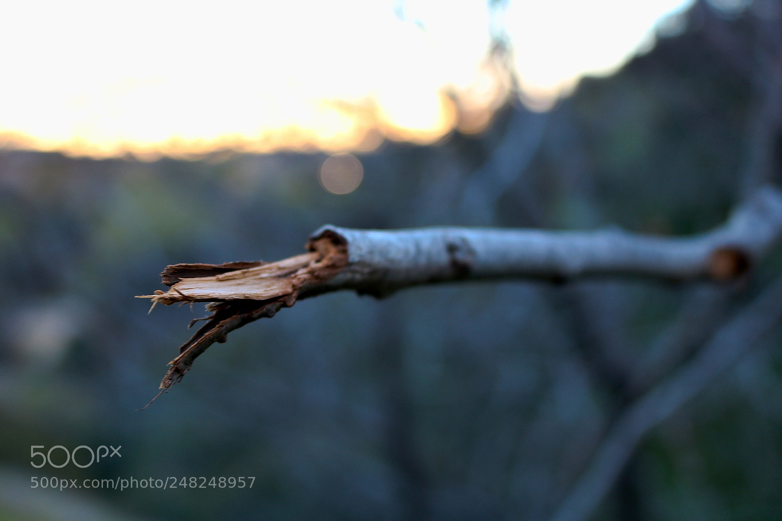Canon EOS 750D (EOS Rebel T6i / EOS Kiss X8i) sample photo. Broken branch depth of photography