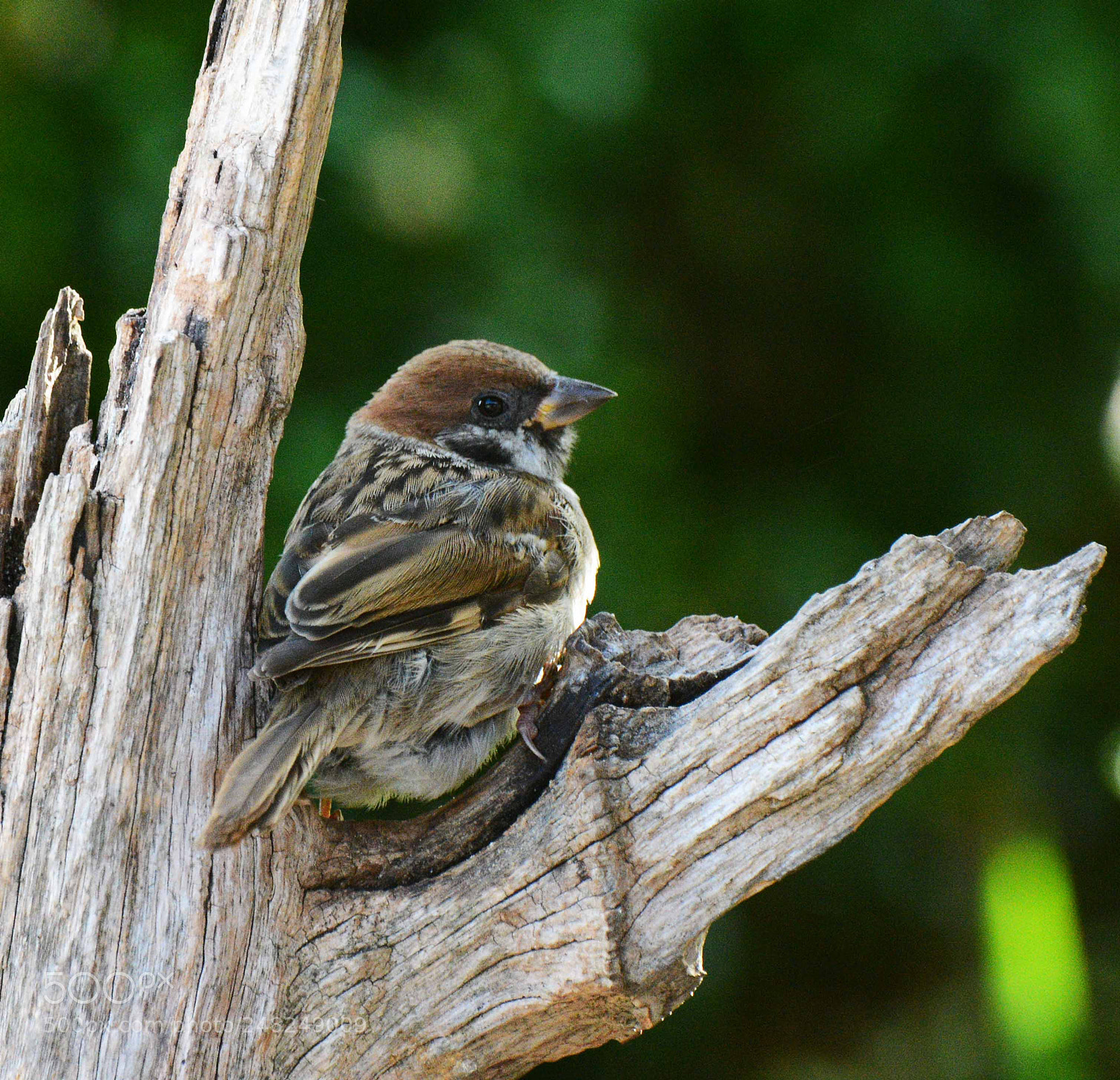 Nikon D7100 sample photo. Tree sparrow photography
