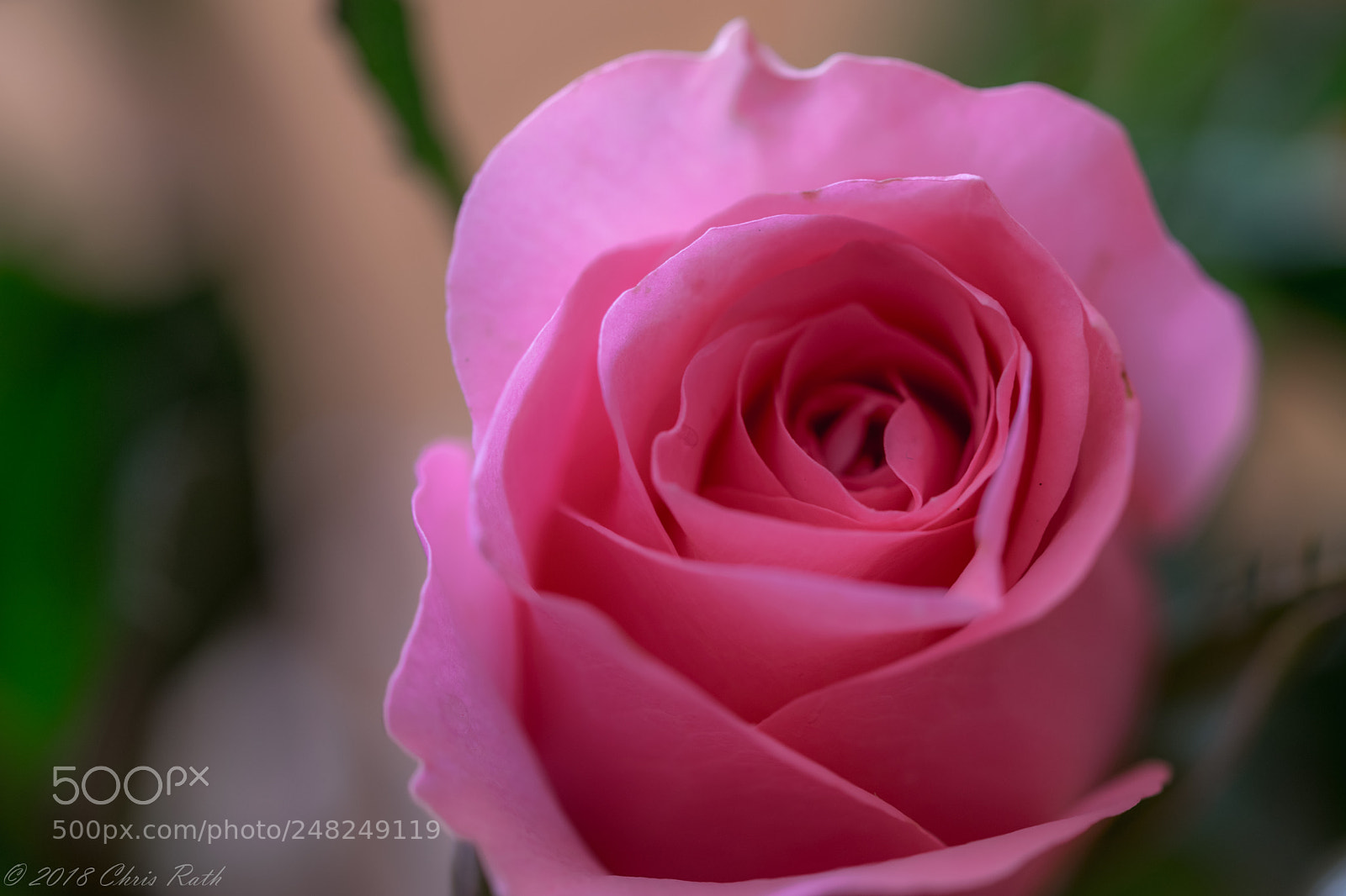 Nikon D5300 sample photo. Roses photography