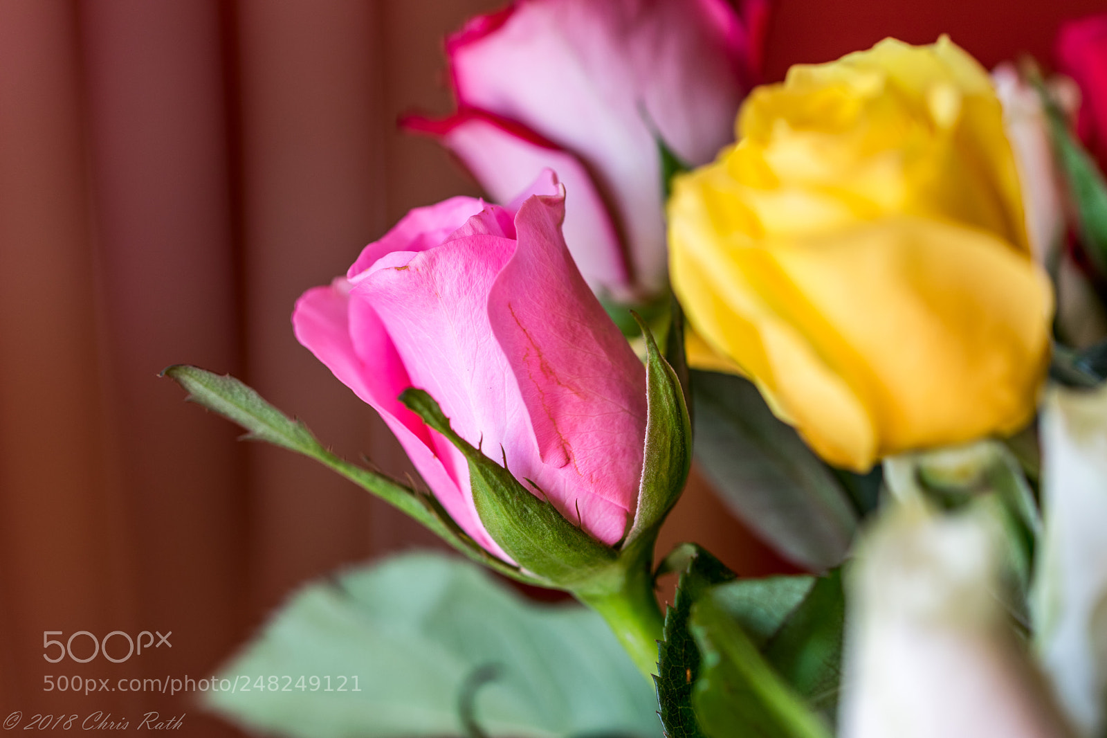 Nikon D5300 sample photo. Roses photography