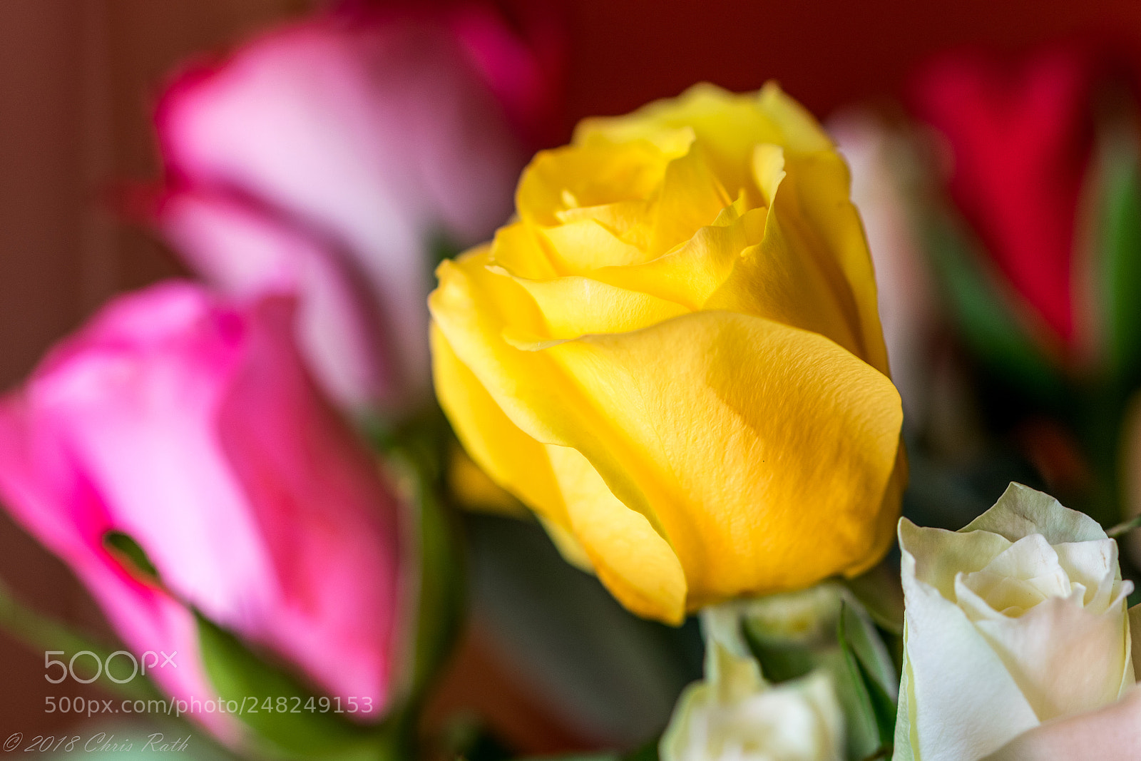 Nikon D5300 sample photo. Roses photography