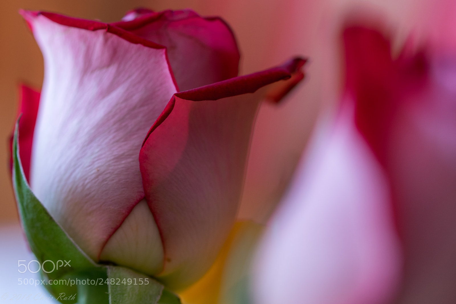 Nikon D5300 sample photo. Roses photography