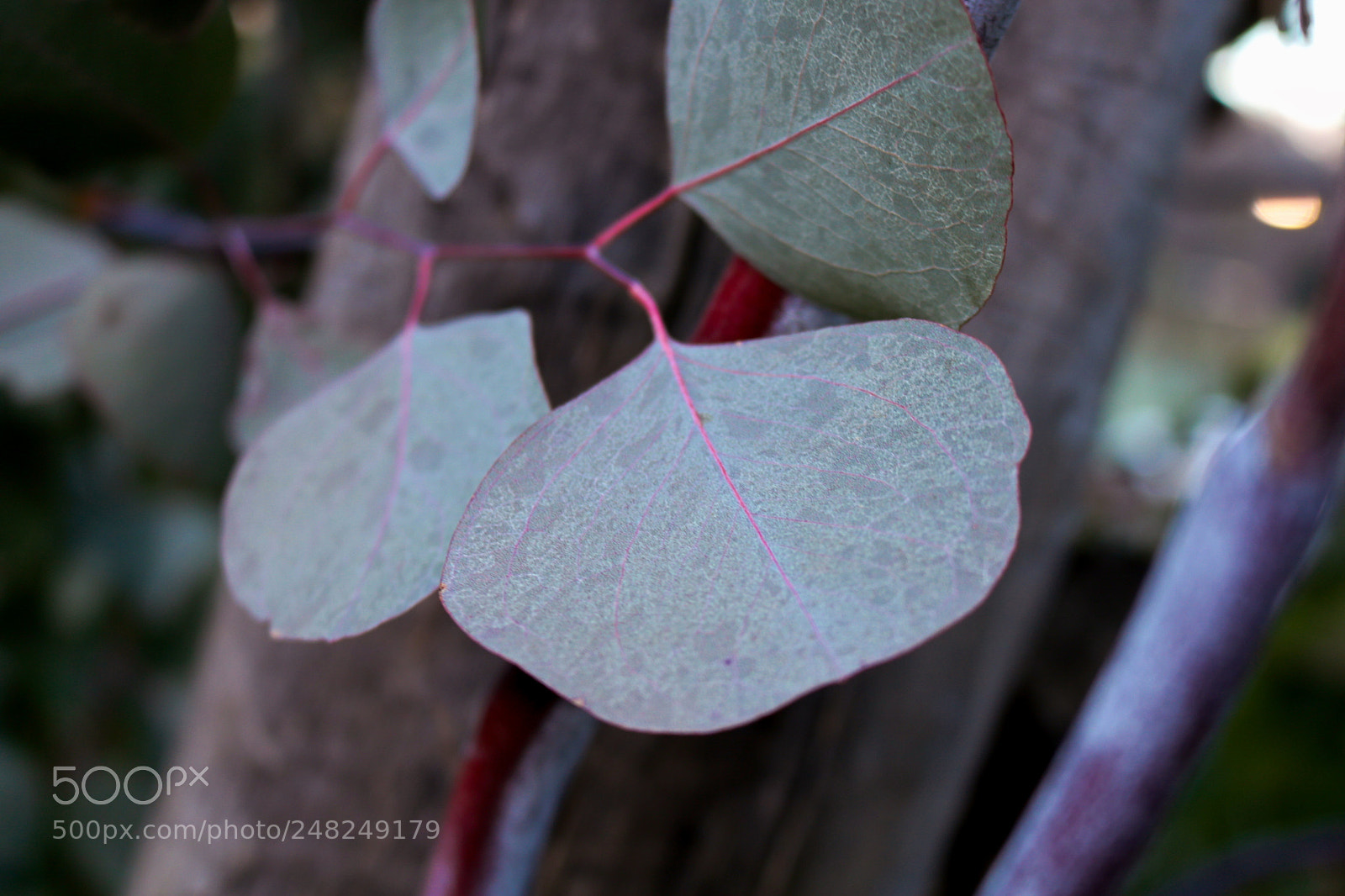 Canon EOS 750D (EOS Rebel T6i / EOS Kiss X8i) sample photo. Red veined leaf depth photography