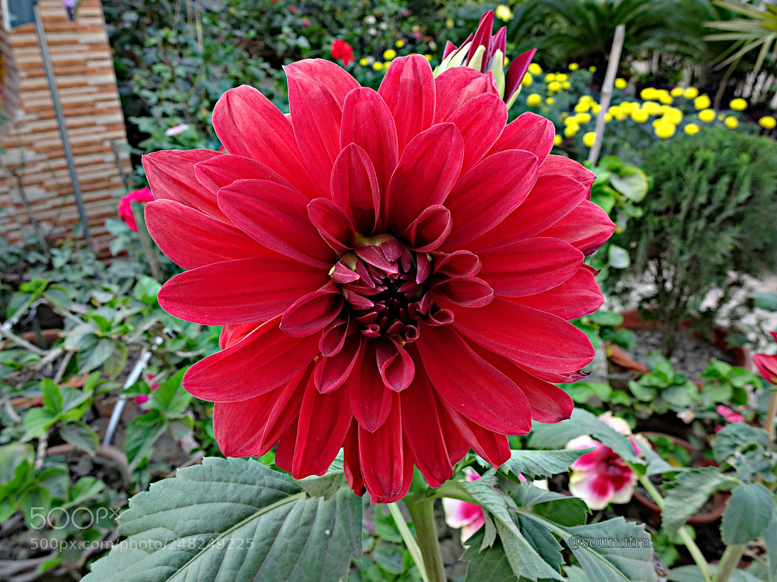 Sony Cyber-shot DSC-HX90V sample photo. Dalia photography