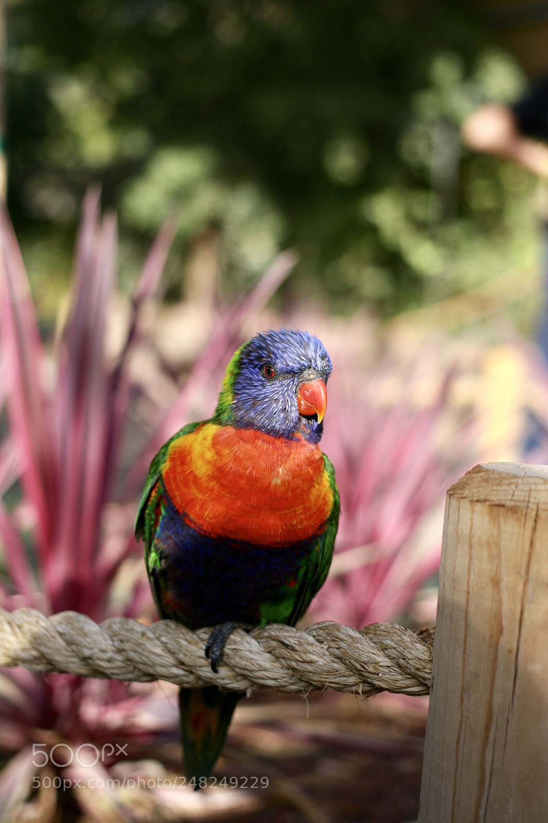 Canon EOS 20D sample photo. Indonesian bird photography