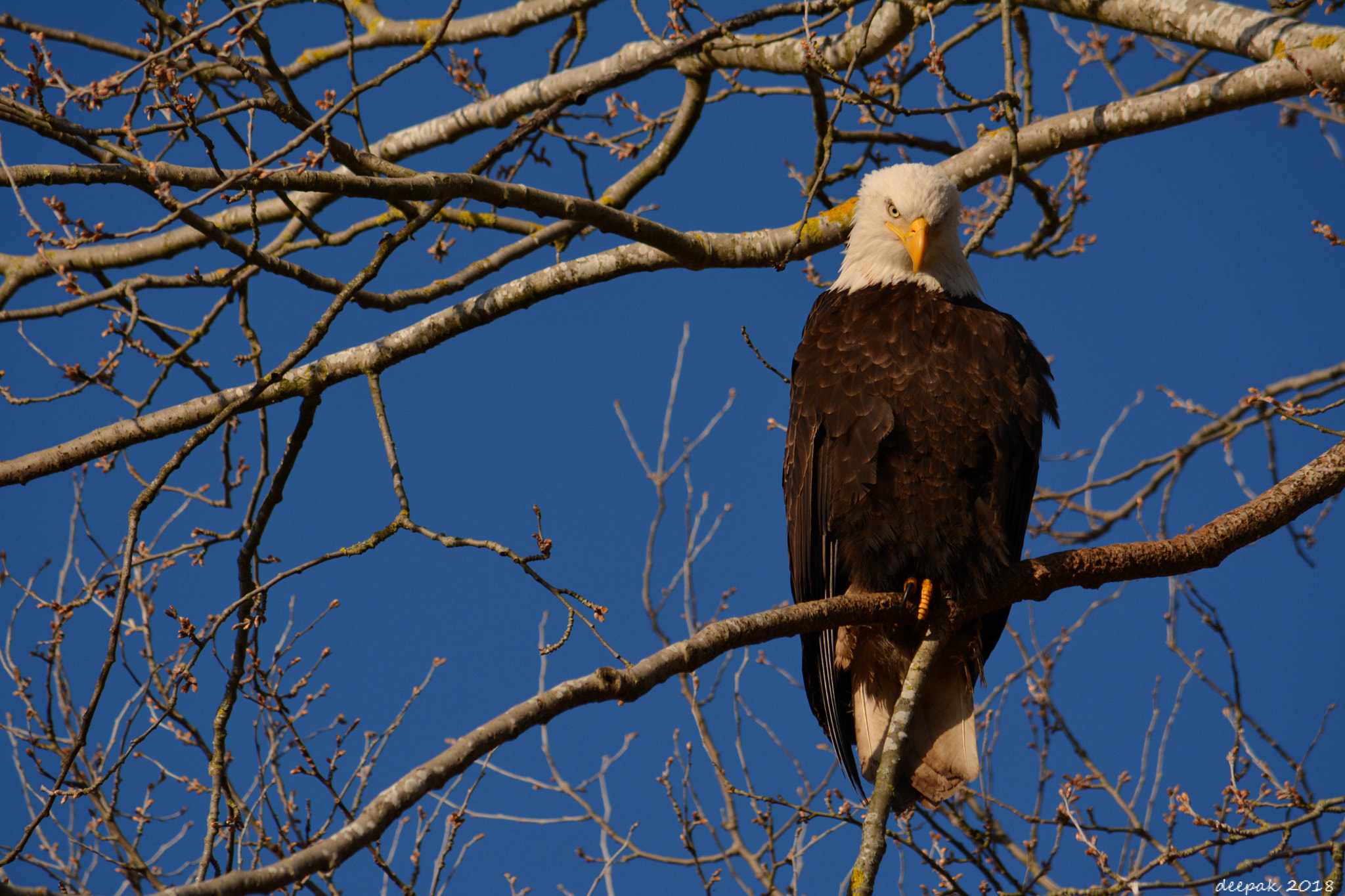 Nikon D5200 sample photo. Angry bird@ american eagle photography