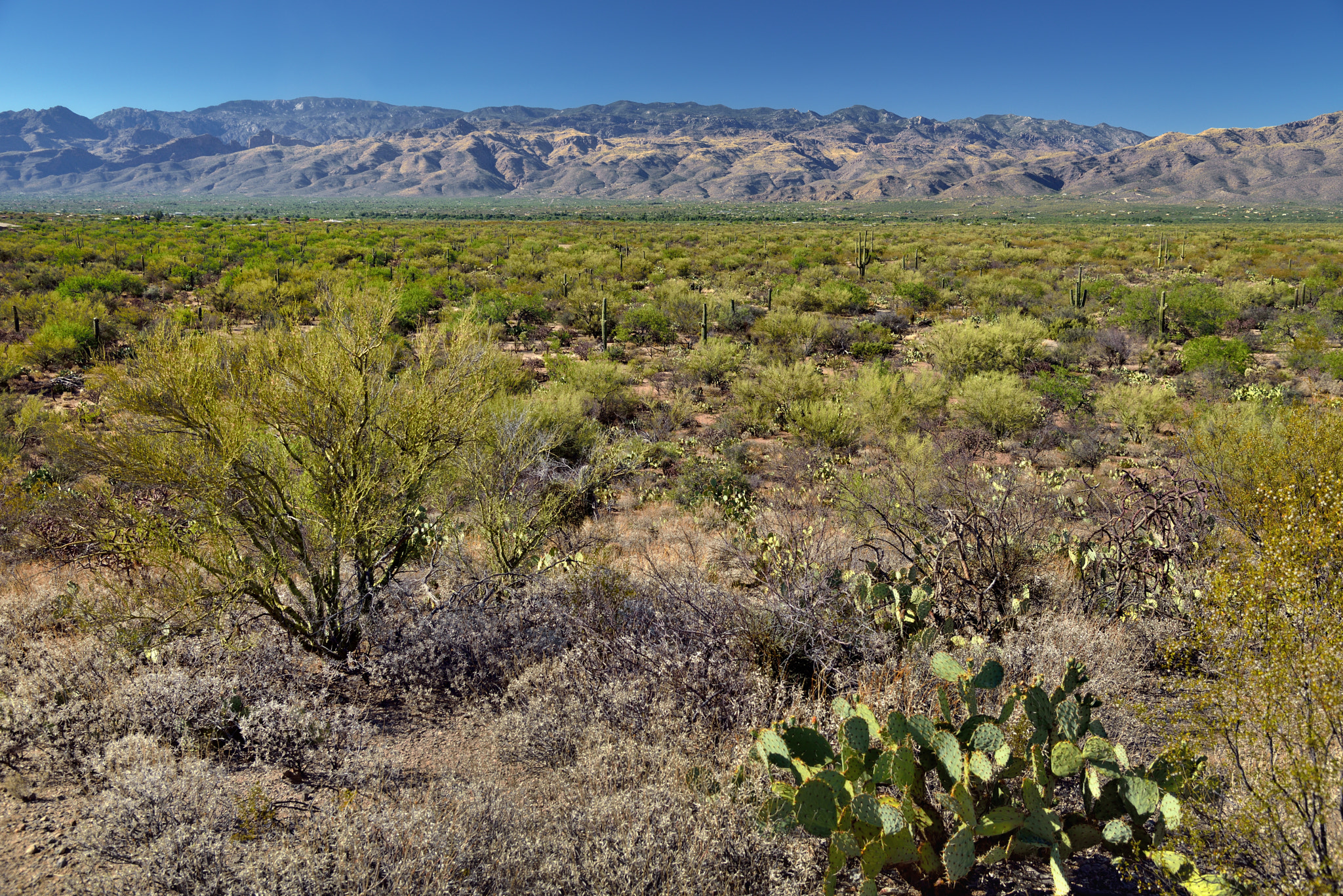Nikon AF-S Nikkor 24-120mm F4G ED VR sample photo. A desert wildness of nature photography
