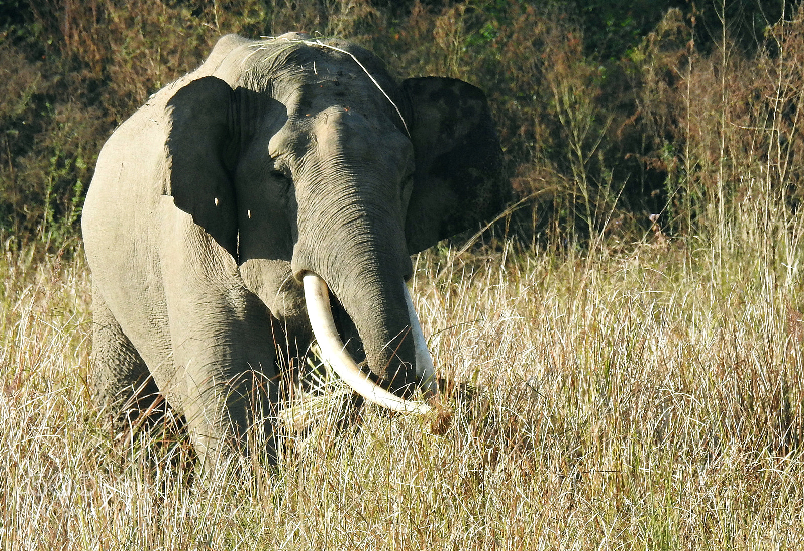 Nikon Coolpix P900 sample photo. Juvenile tusker photography