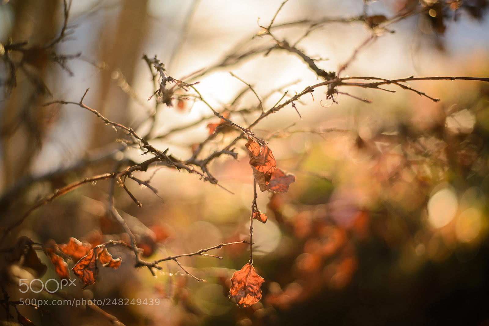 Nikon D610 sample photo. Once upon a time photography