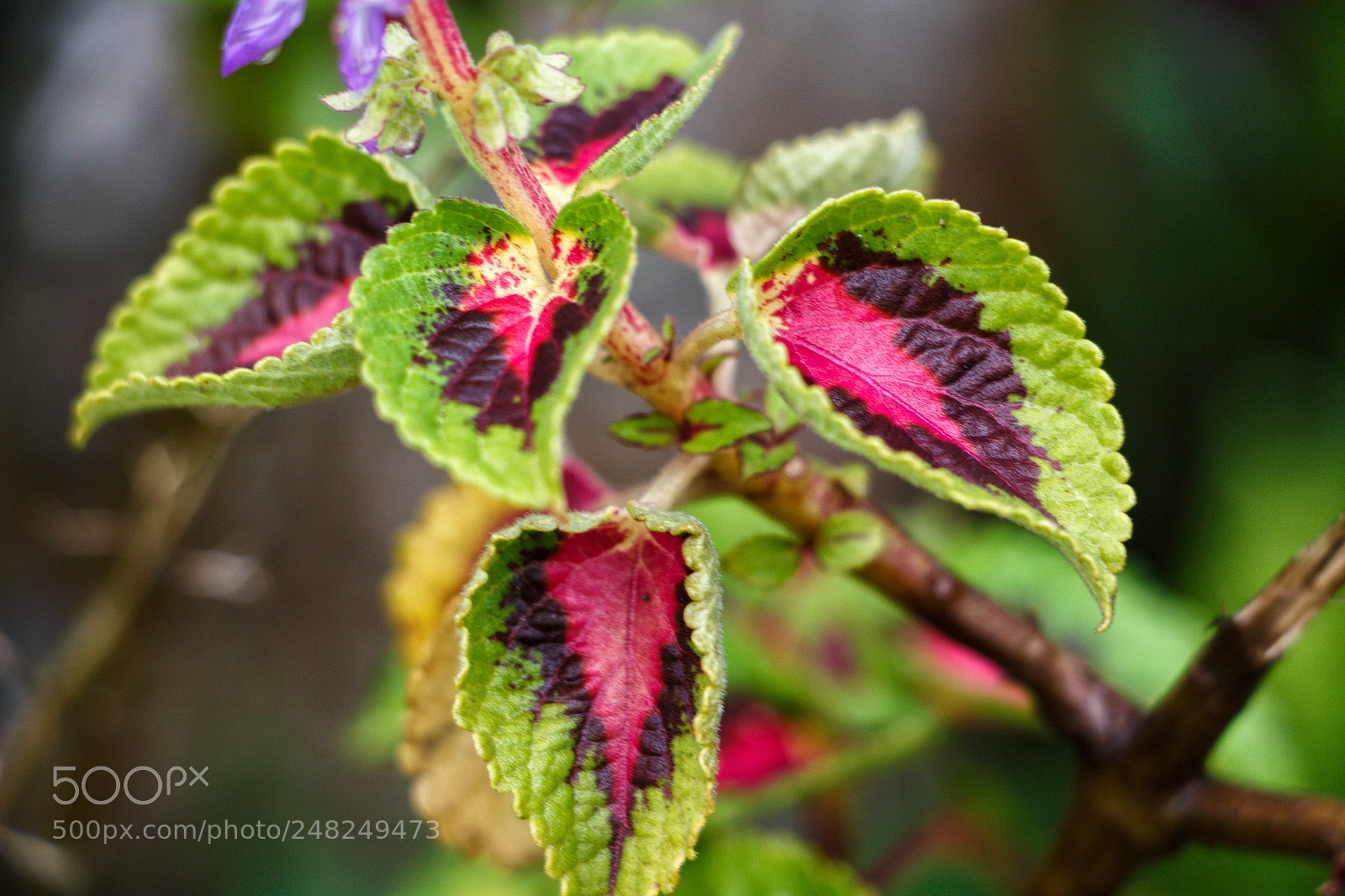 Canon EOS 700D (EOS Rebel T5i / EOS Kiss X7i) sample photo. Artist in nature photography