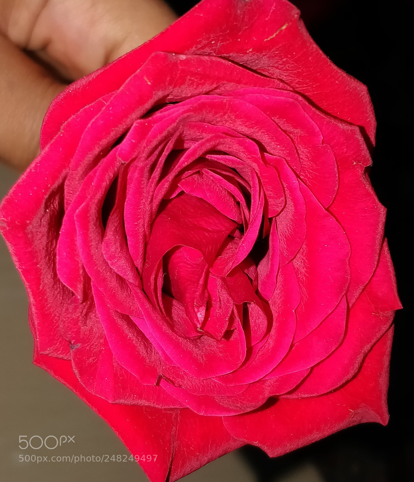 OnePlus 5 sample photo. Red rose photography
