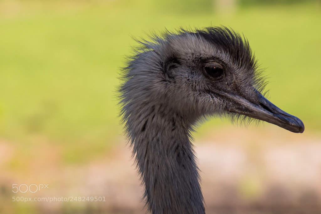 Canon EOS 700D (EOS Rebel T5i / EOS Kiss X7i) sample photo. Emu photography