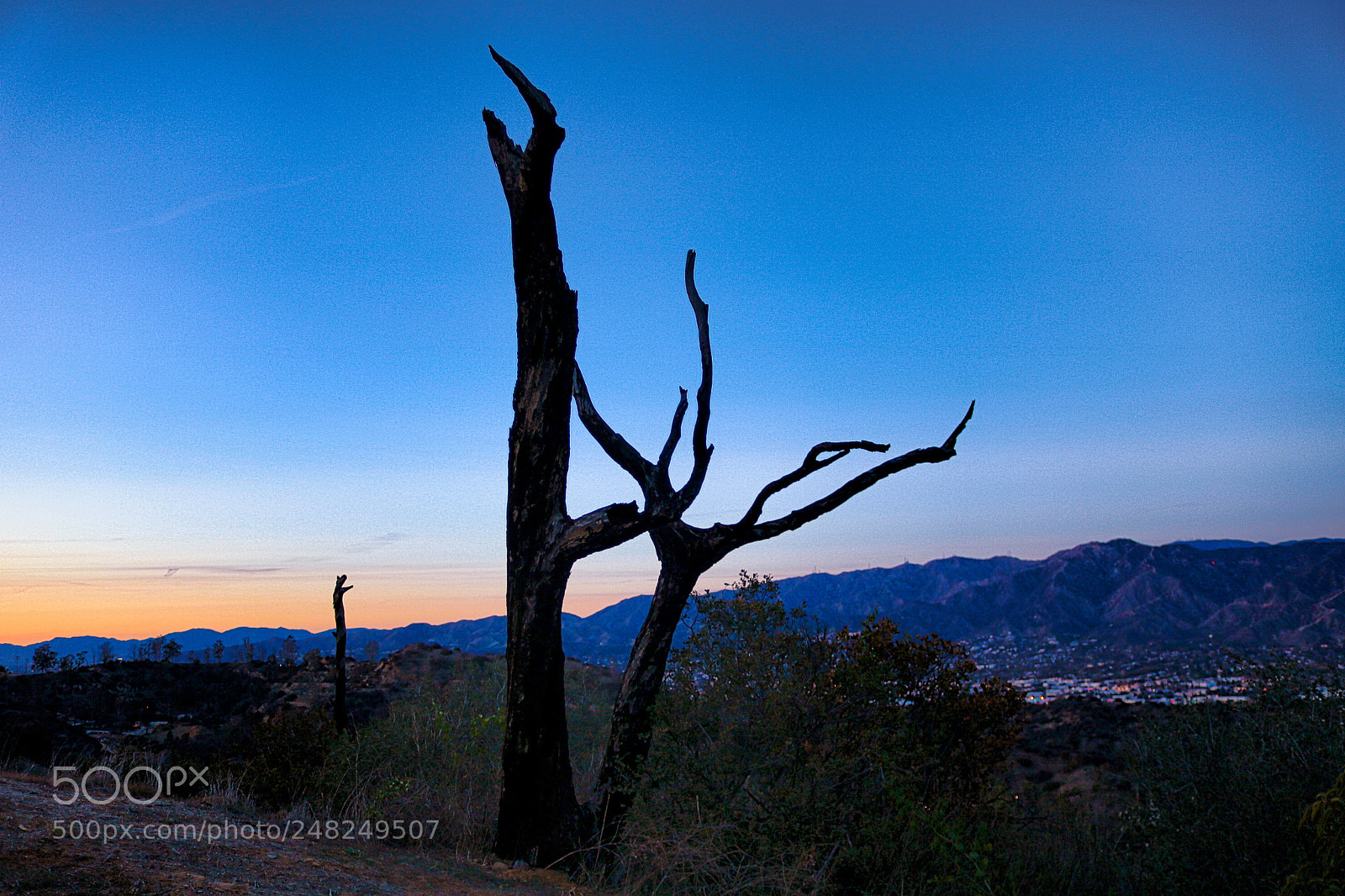 Canon EOS 750D (EOS Rebel T6i / EOS Kiss X8i) sample photo. Stark tree foreground, sunset photography