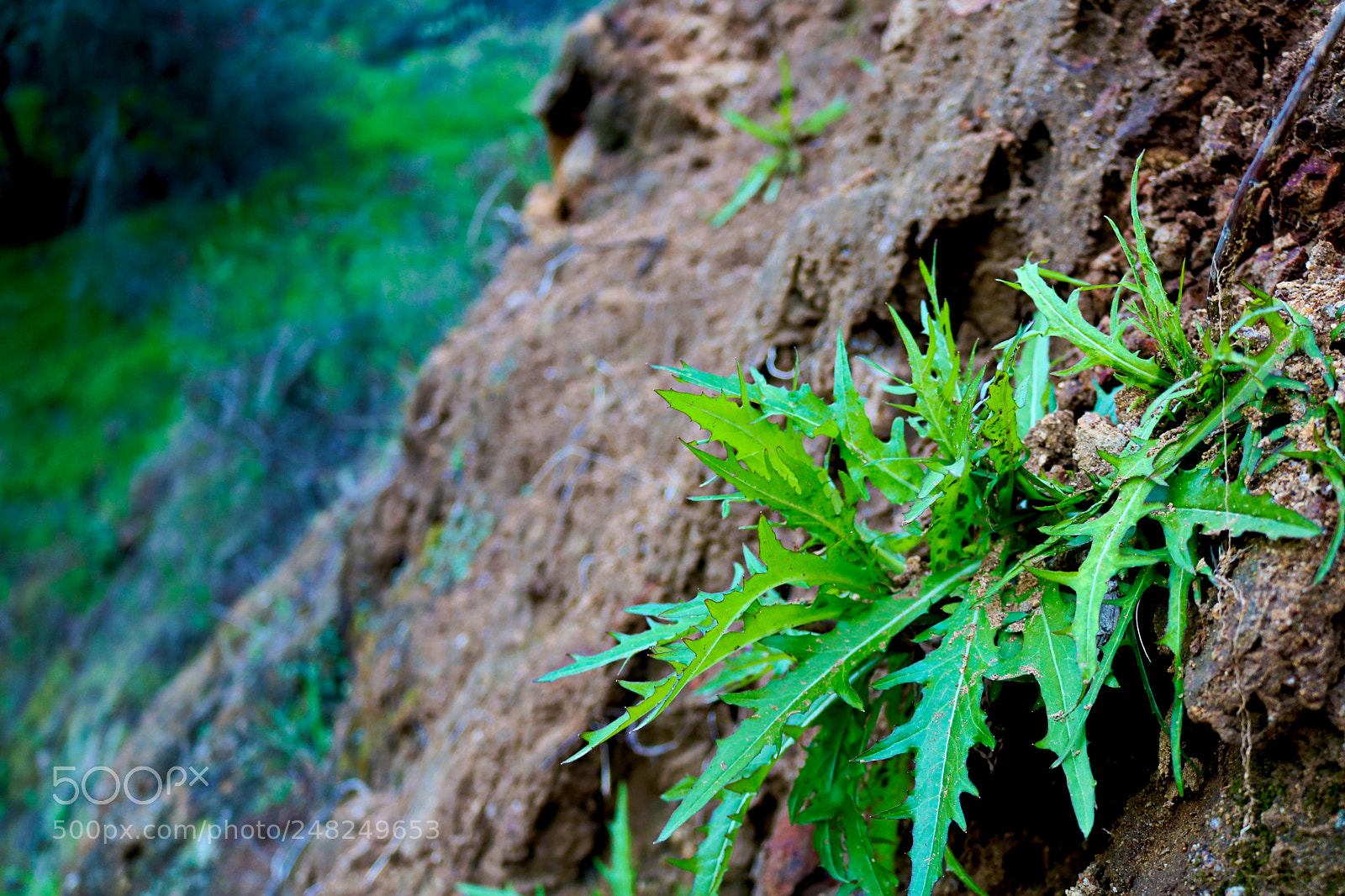 Canon EOS 750D (EOS Rebel T6i / EOS Kiss X8i) sample photo. Moss and lichens at photography
