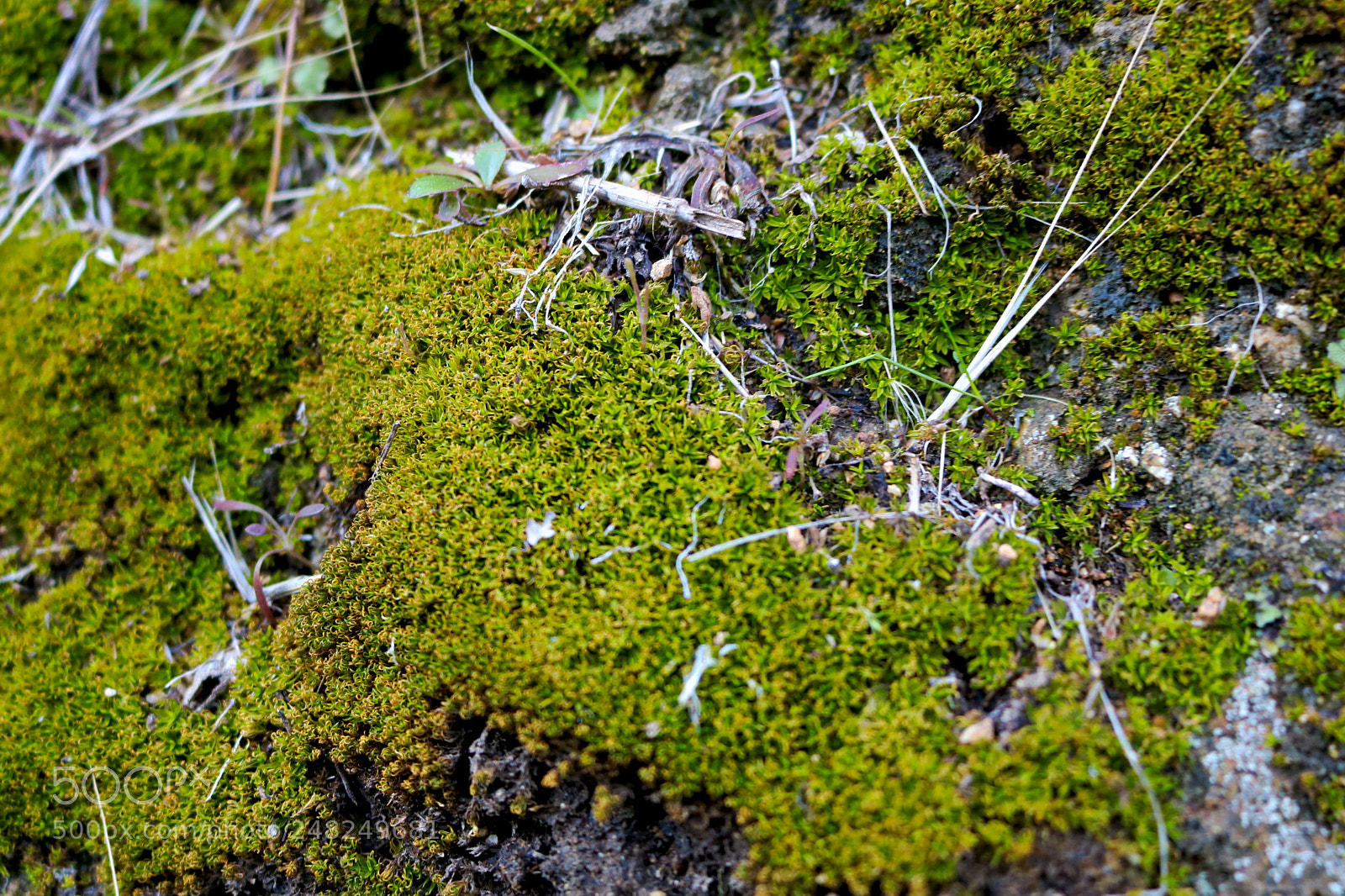 Canon EOS 750D (EOS Rebel T6i / EOS Kiss X8i) sample photo. Moss and lichens at photography