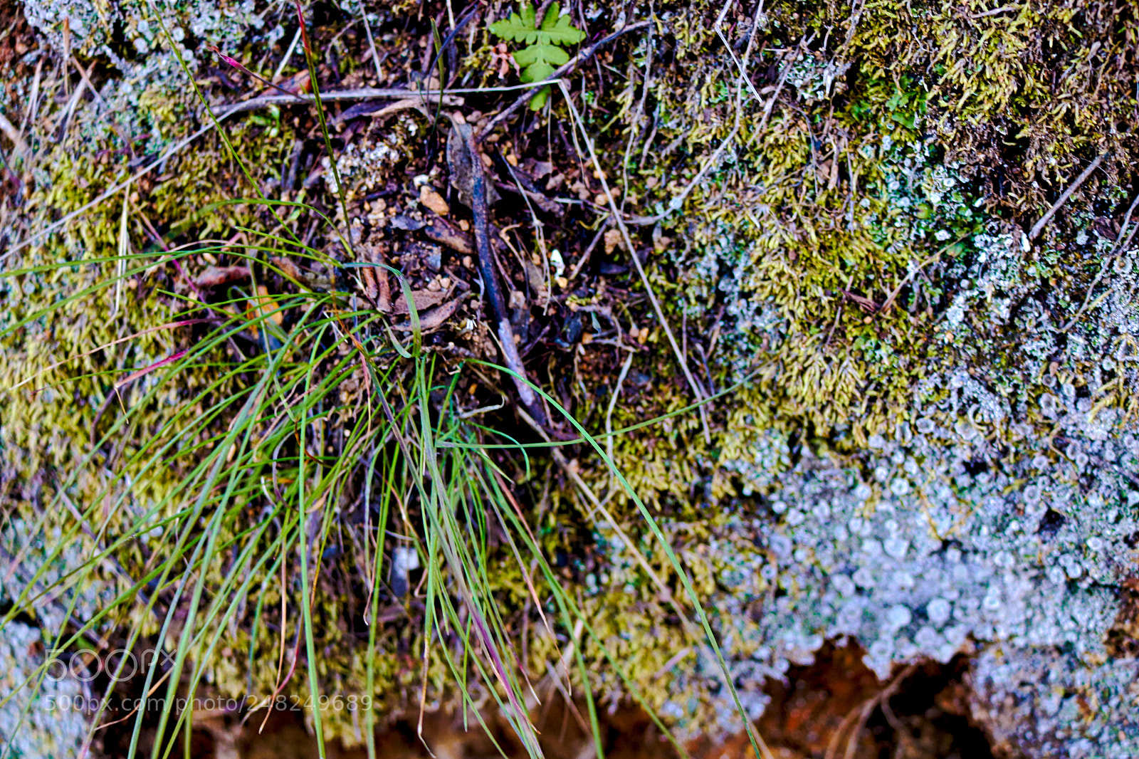 Canon EOS 750D (EOS Rebel T6i / EOS Kiss X8i) sample photo. Plants, moss and lichens photography