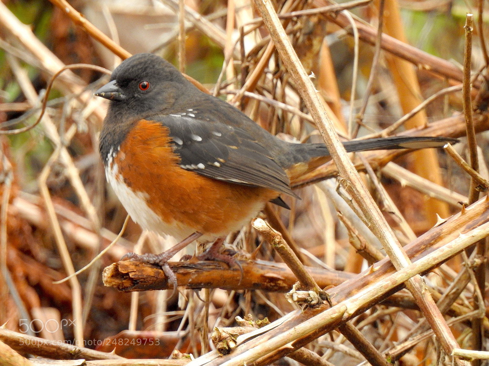 Nikon Coolpix P900 sample photo. Spotted towhee photography