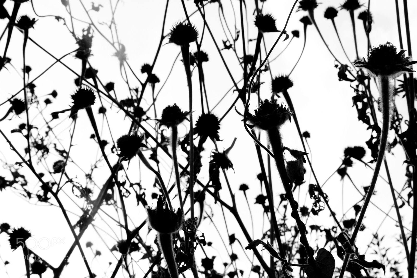 Canon EOS 750D (EOS Rebel T6i / EOS Kiss X8i) sample photo. Flor de panteón photography