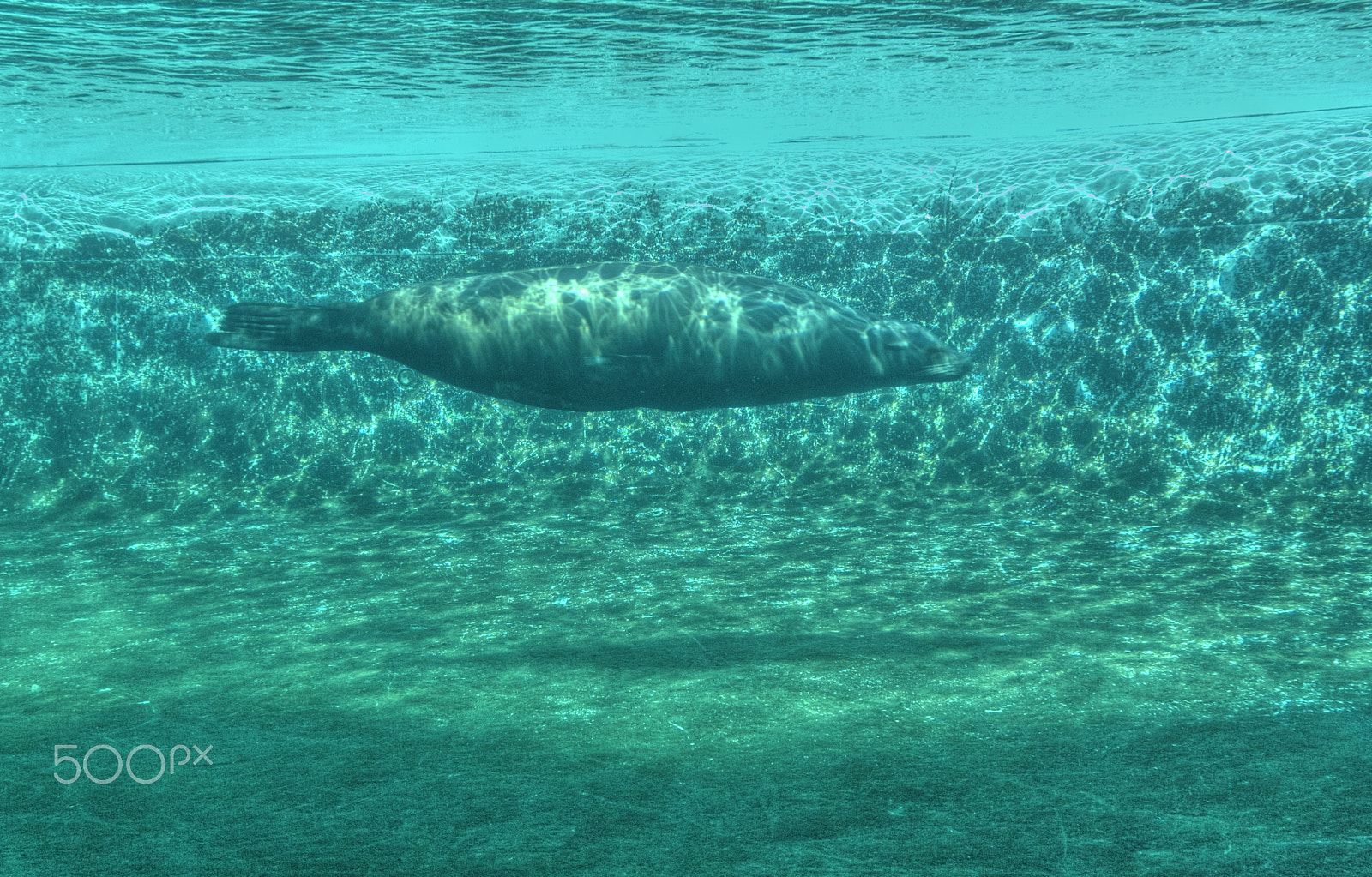 Nikon 1 J2 sample photo. Sealion photography