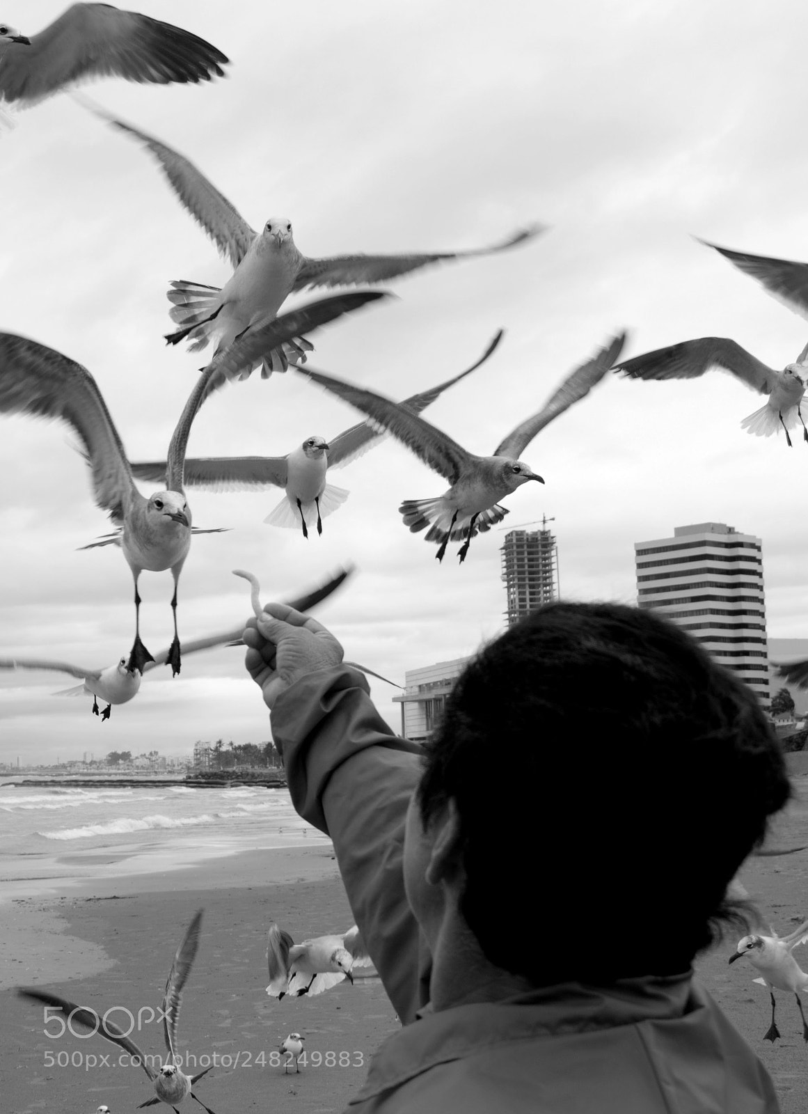 Canon EOS 750D (EOS Rebel T6i / EOS Kiss X8i) sample photo. Señora gaviota photography