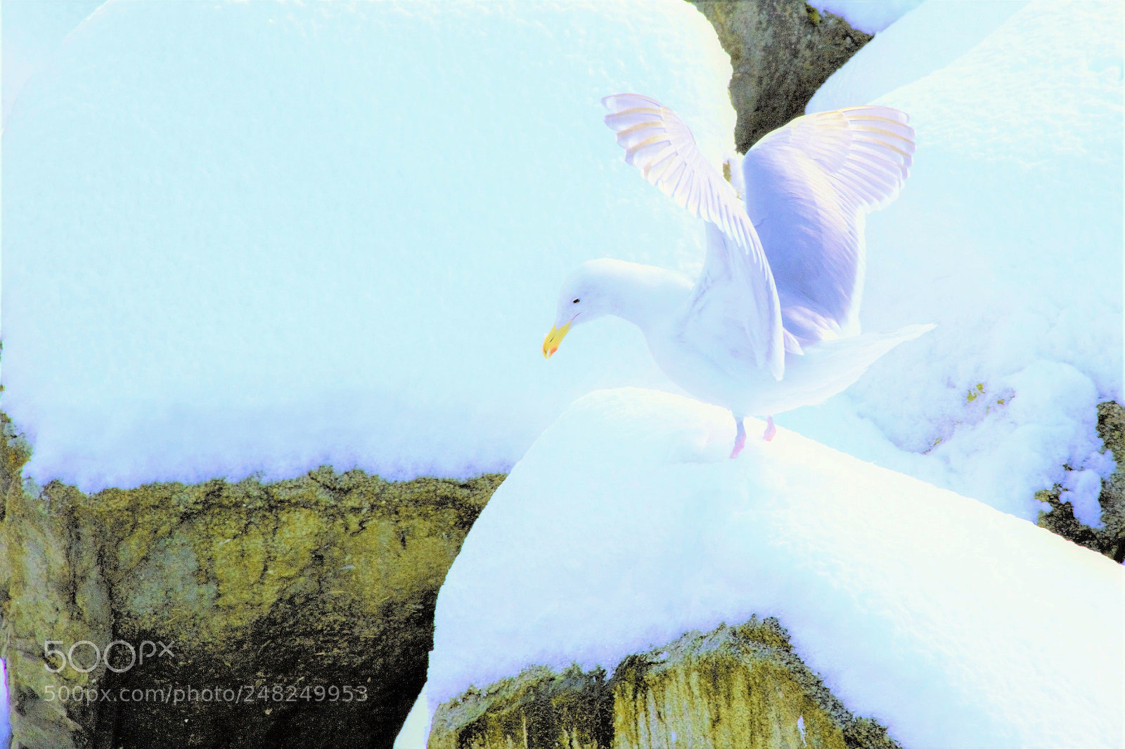 Canon EOS 60D sample photo. Snow fan -- 雪迷 photography