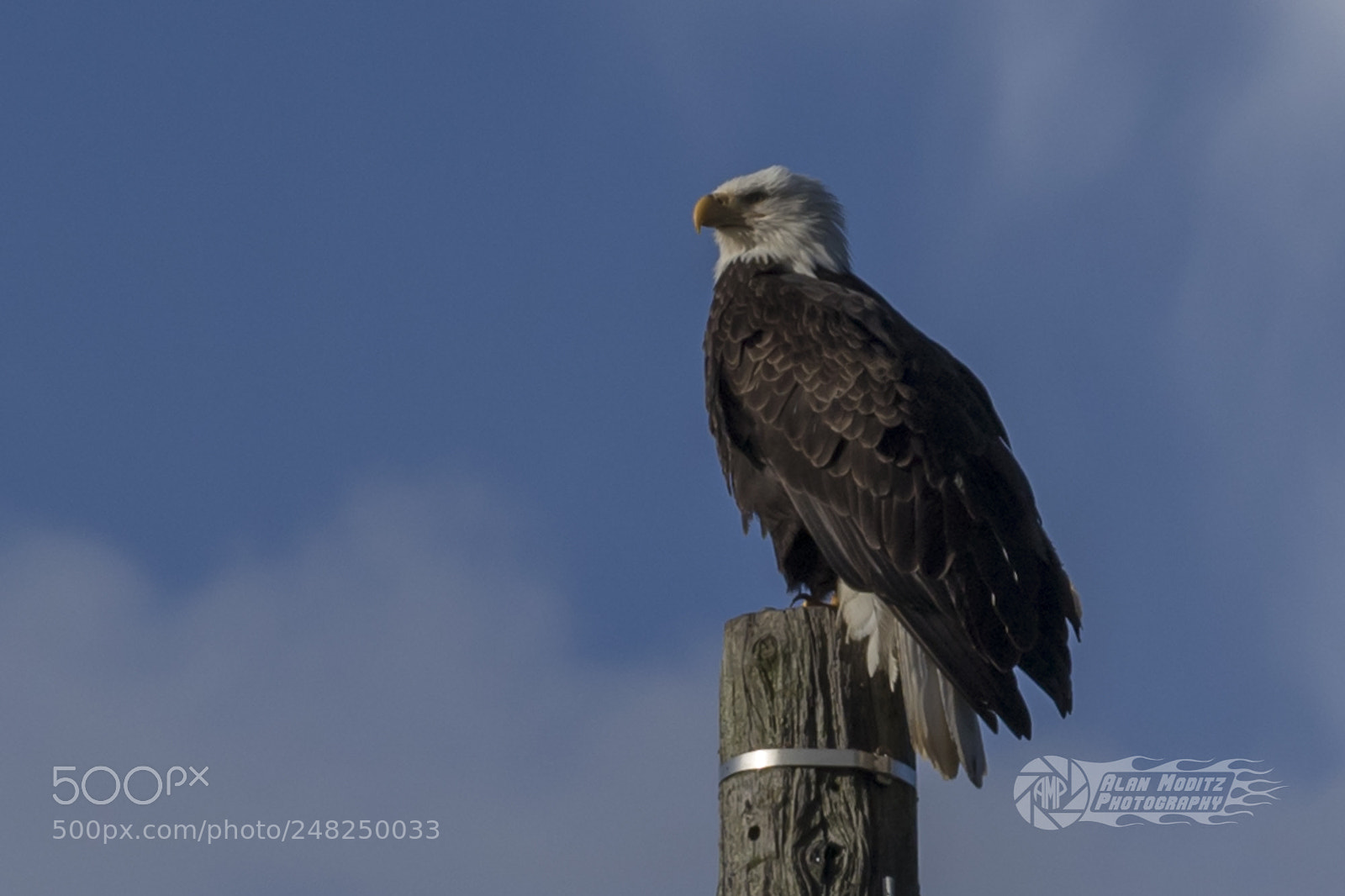 Canon EOS 7D Mark II sample photo. Bald eagle photography