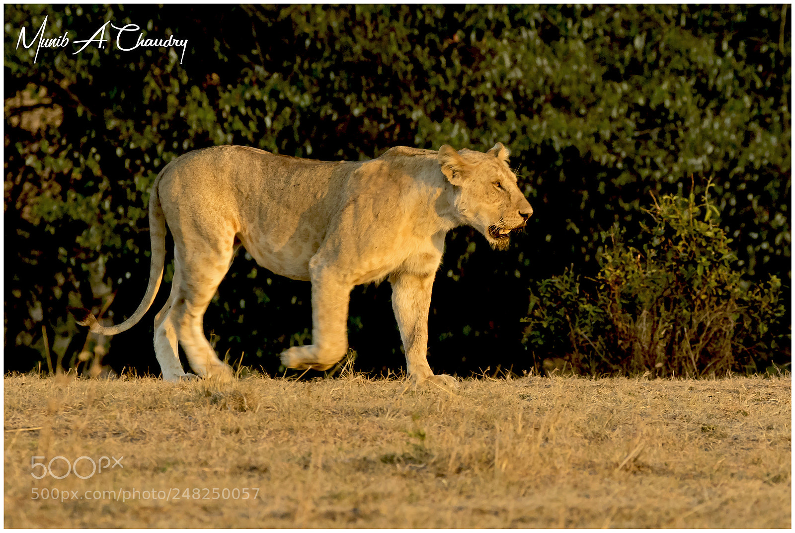 Canon EOS 7D Mark II sample photo. The queen at sunset! photography