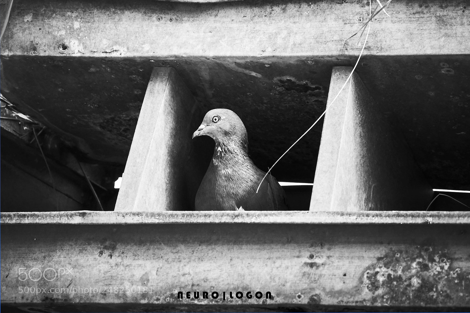 Sony a7R II sample photo. Curious dove photography