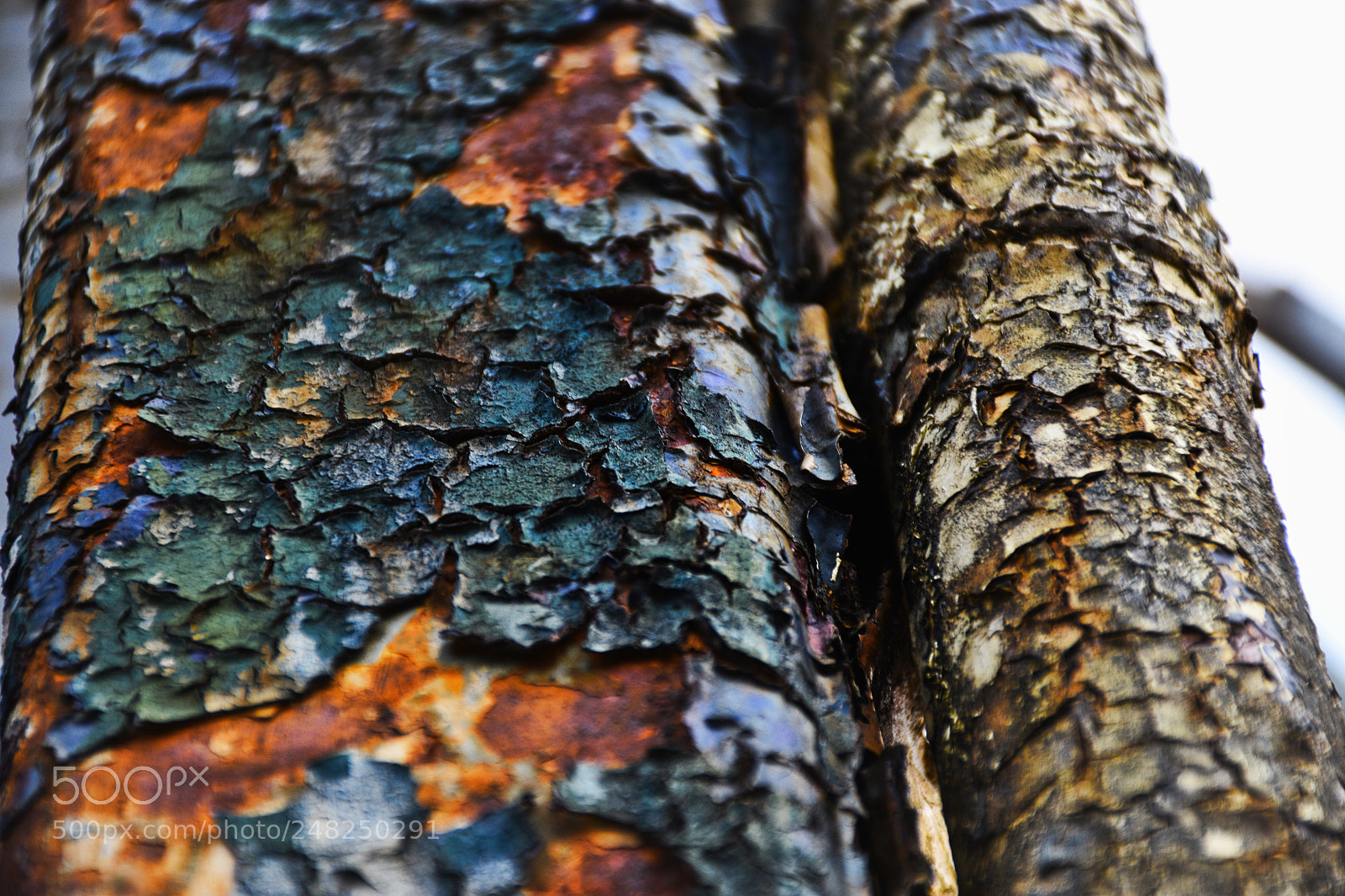 Nikon D5600 sample photo. Rust and paint photography