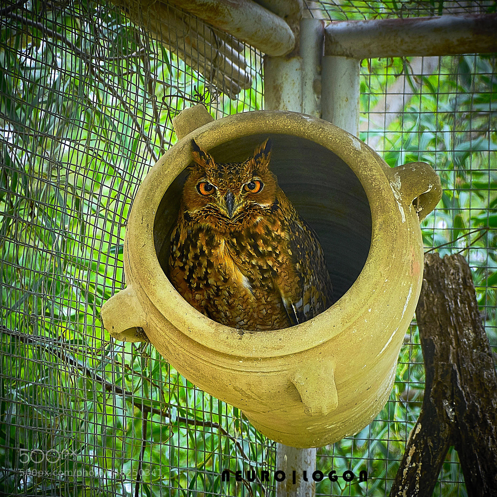 Sony a7R II sample photo. Jug owl photography