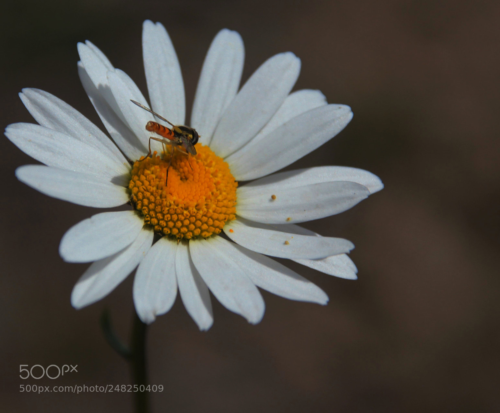 Canon EOS 550D (EOS Rebel T2i / EOS Kiss X4) sample photo. Daisy bee photography