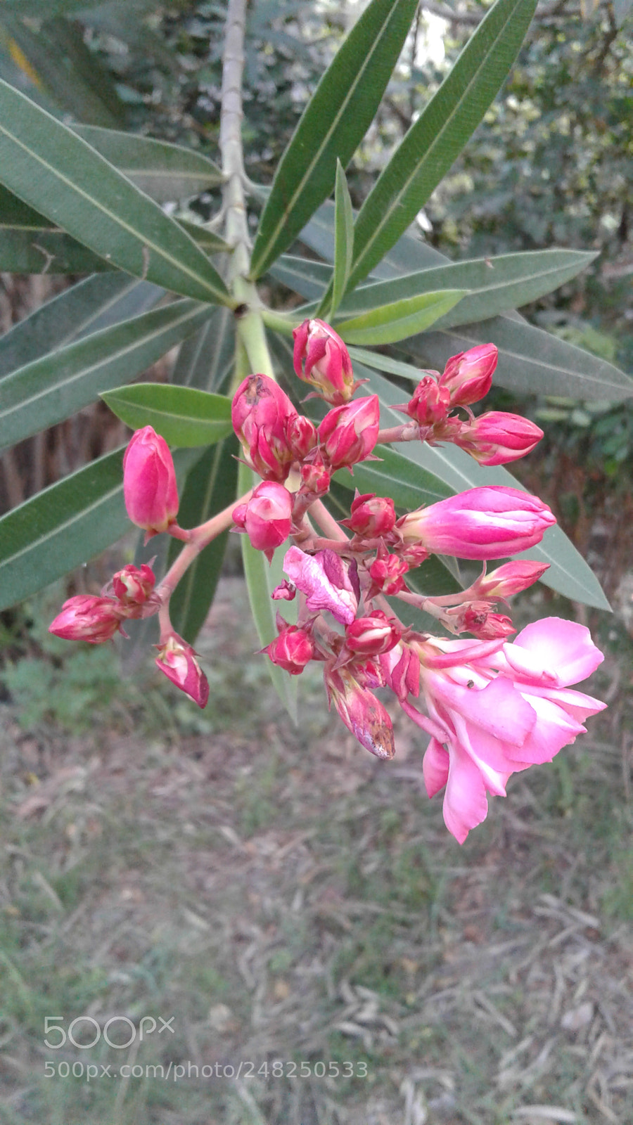 Samsung Galaxy J2 sample photo. Beautiful flowers photography