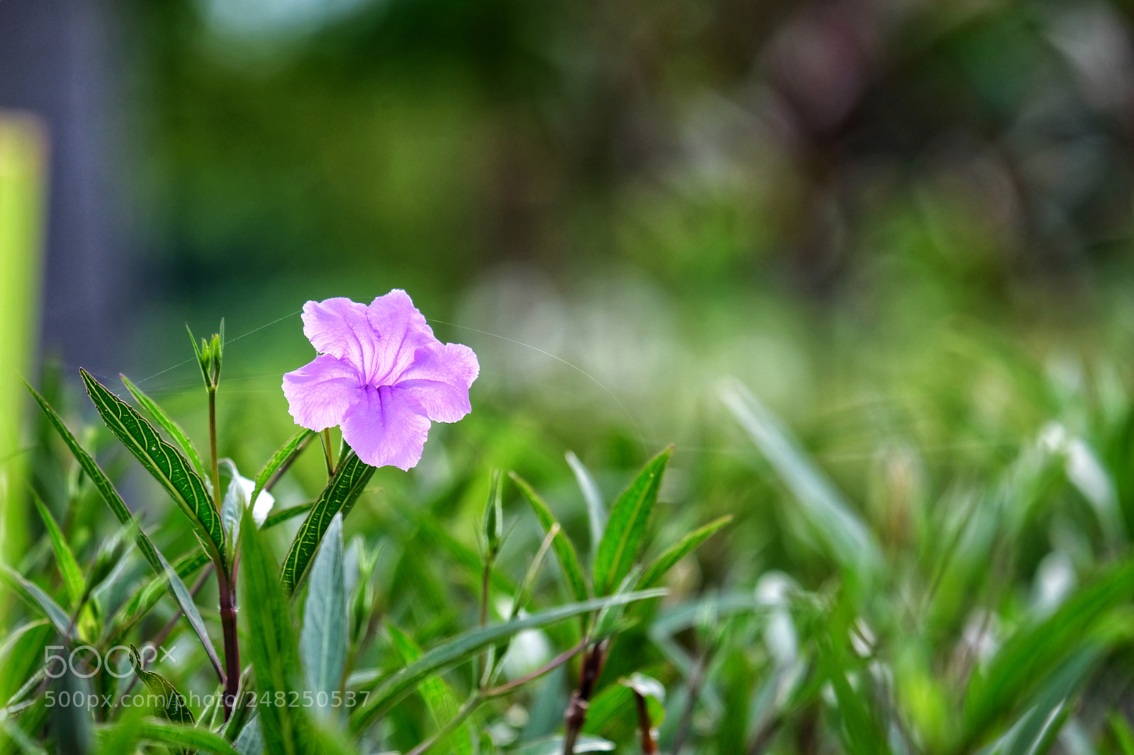 Fujifilm X-T20 sample photo. Purple photography