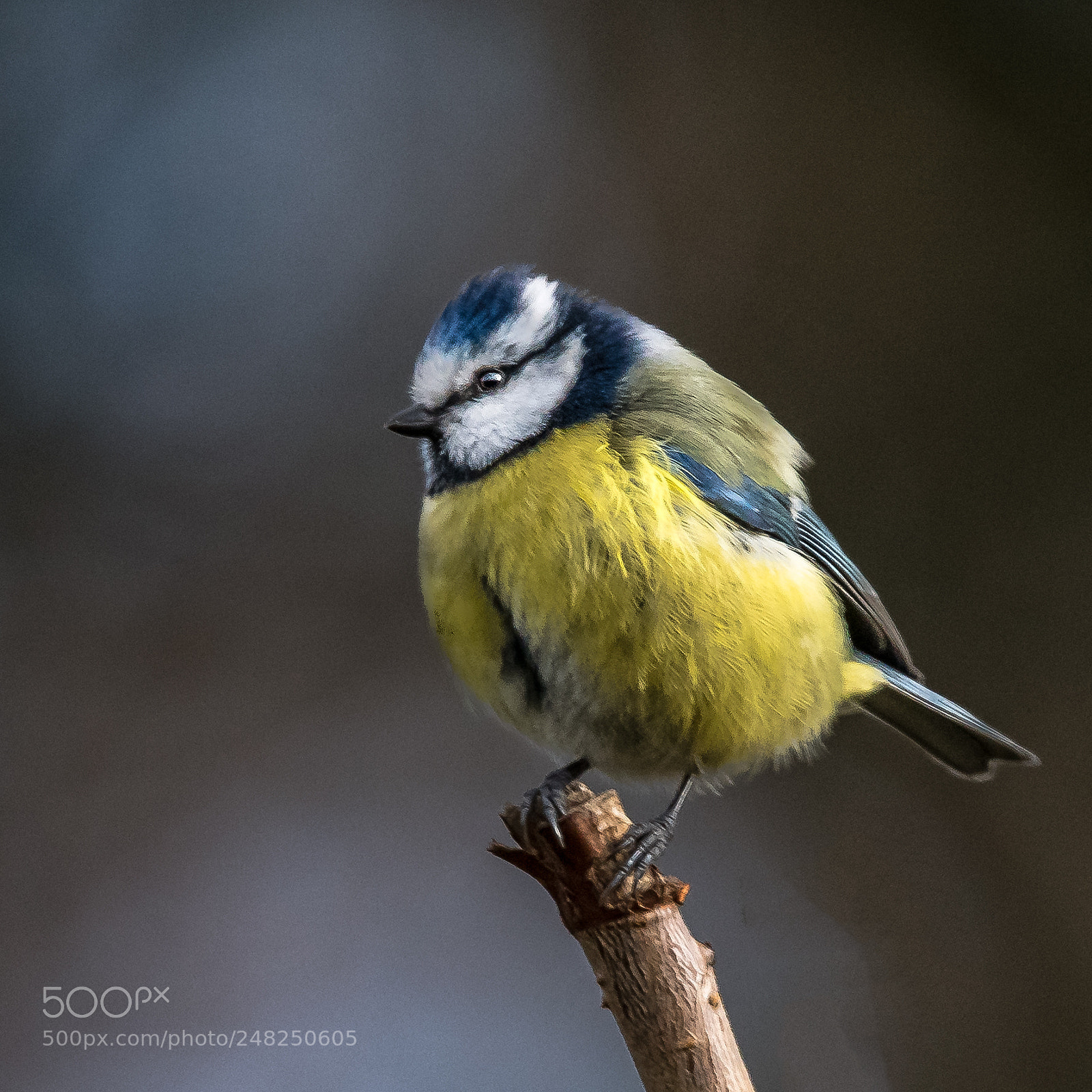 Nikon D850 sample photo. Cold blue tit photography