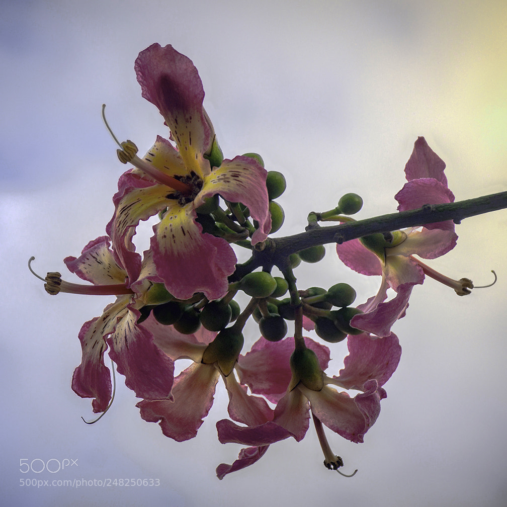 Pentax K-5 sample photo. Chorisia speciosa pink photography