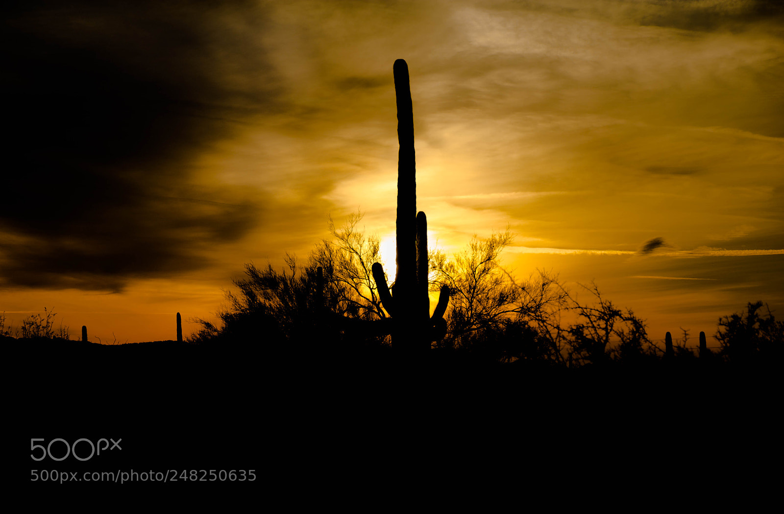Nikon D7100 sample photo. The sun king photography