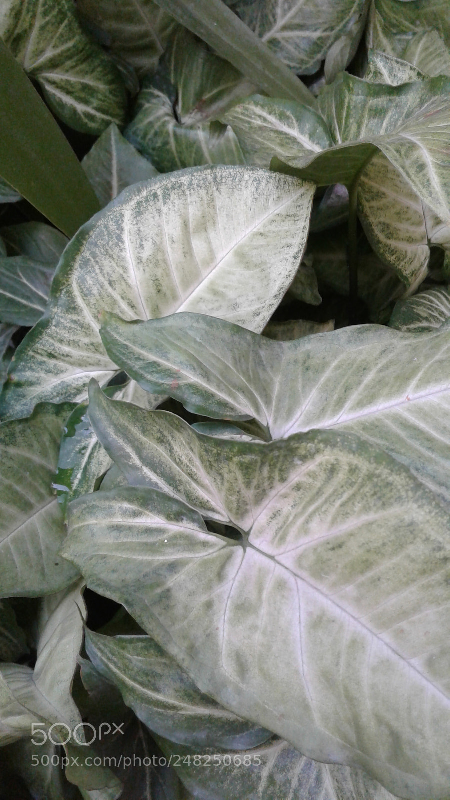 Samsung Galaxy J2 sample photo. Pathos plant photography
